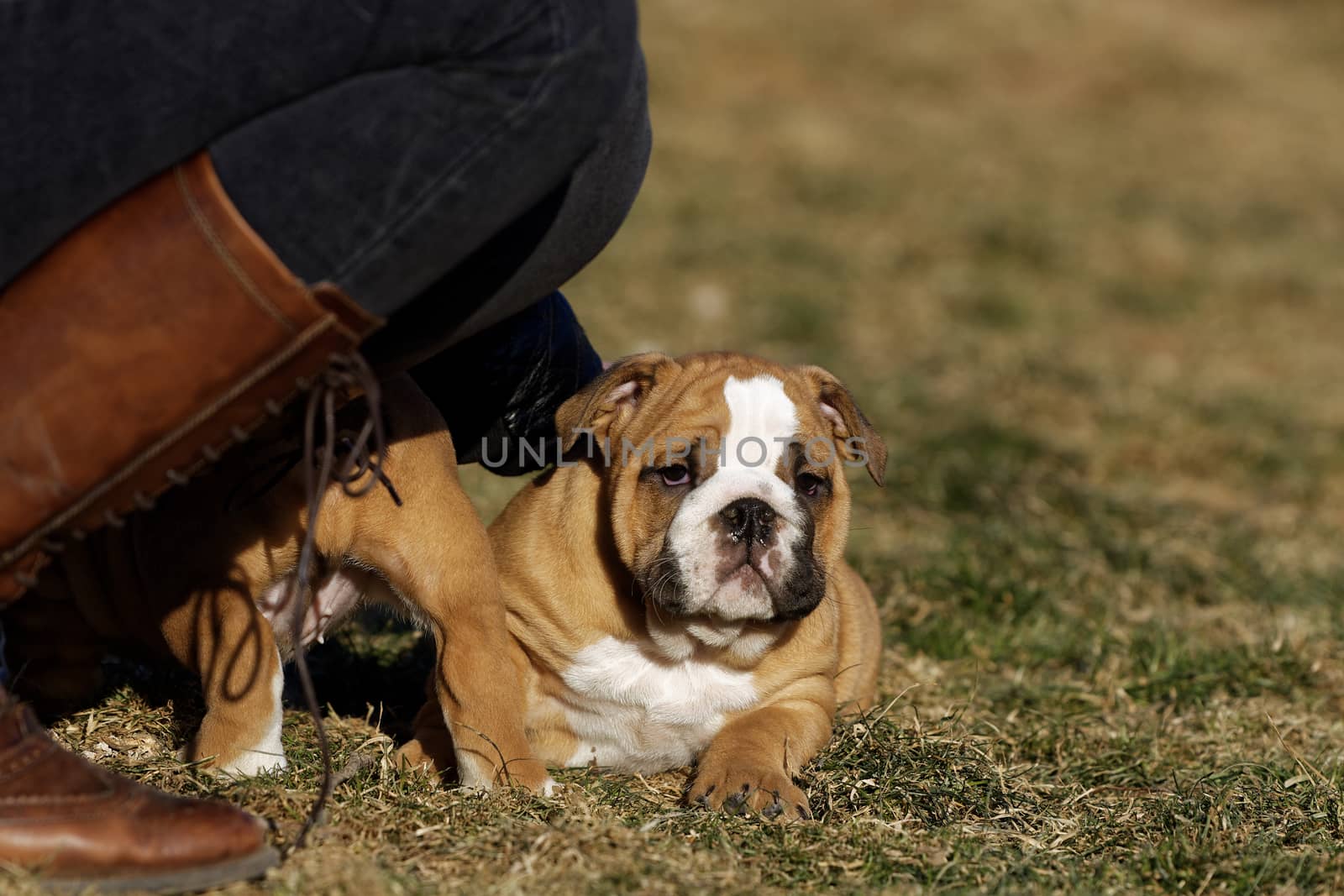 Portrait of the english bulldog in outdoor