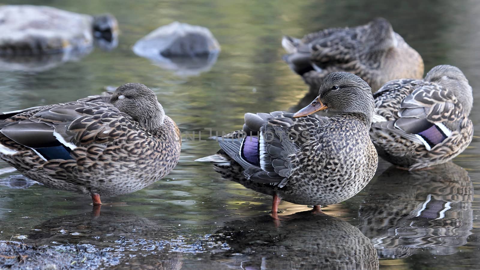 Female Mallard Duck Hens by the Lake in Oregon