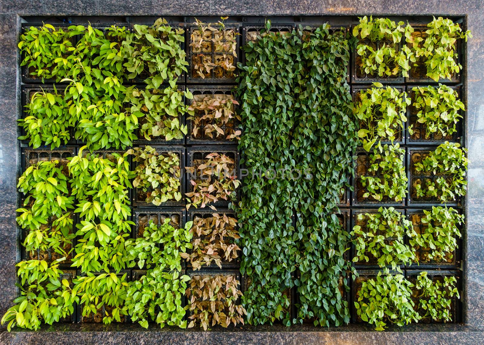 Indoor green wall also known as living wall or vertical garden