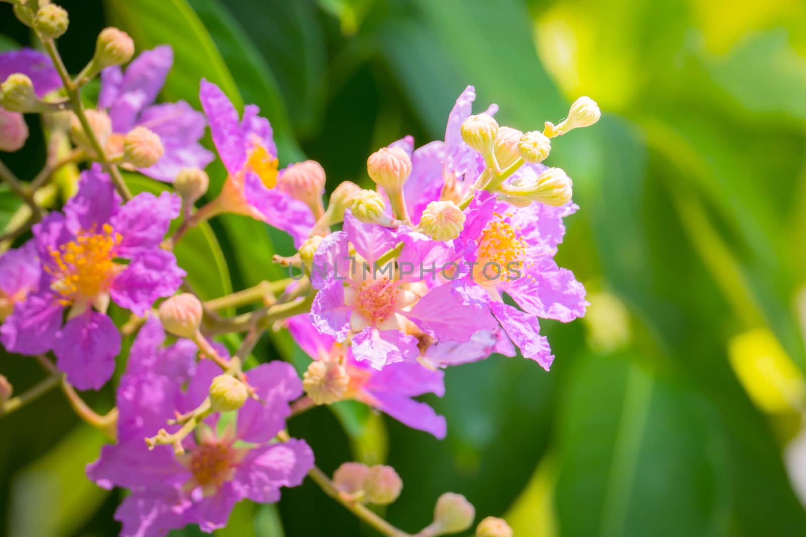 The background image of the colorful flowers, background nature