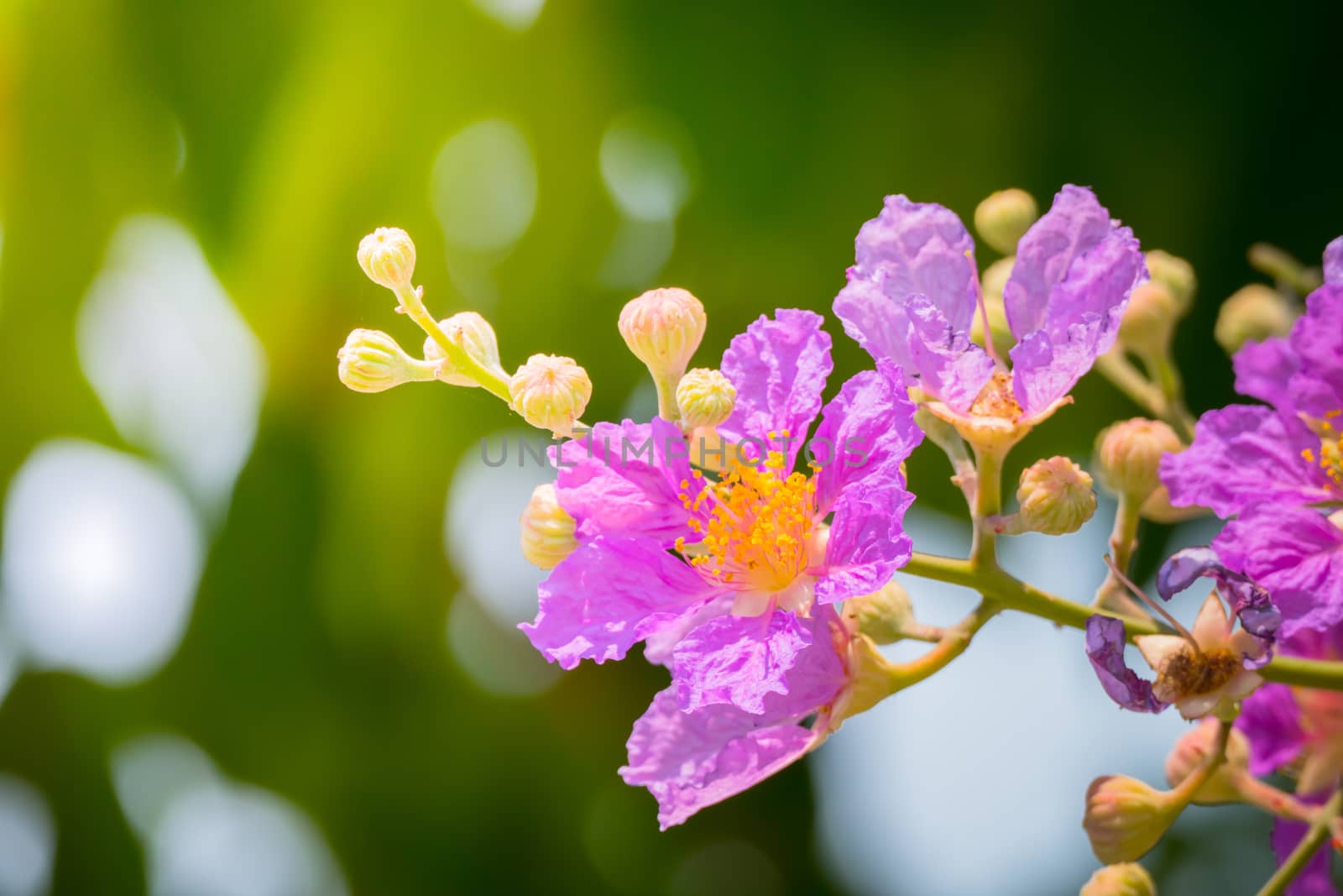 The background image of the colorful flowers, background nature