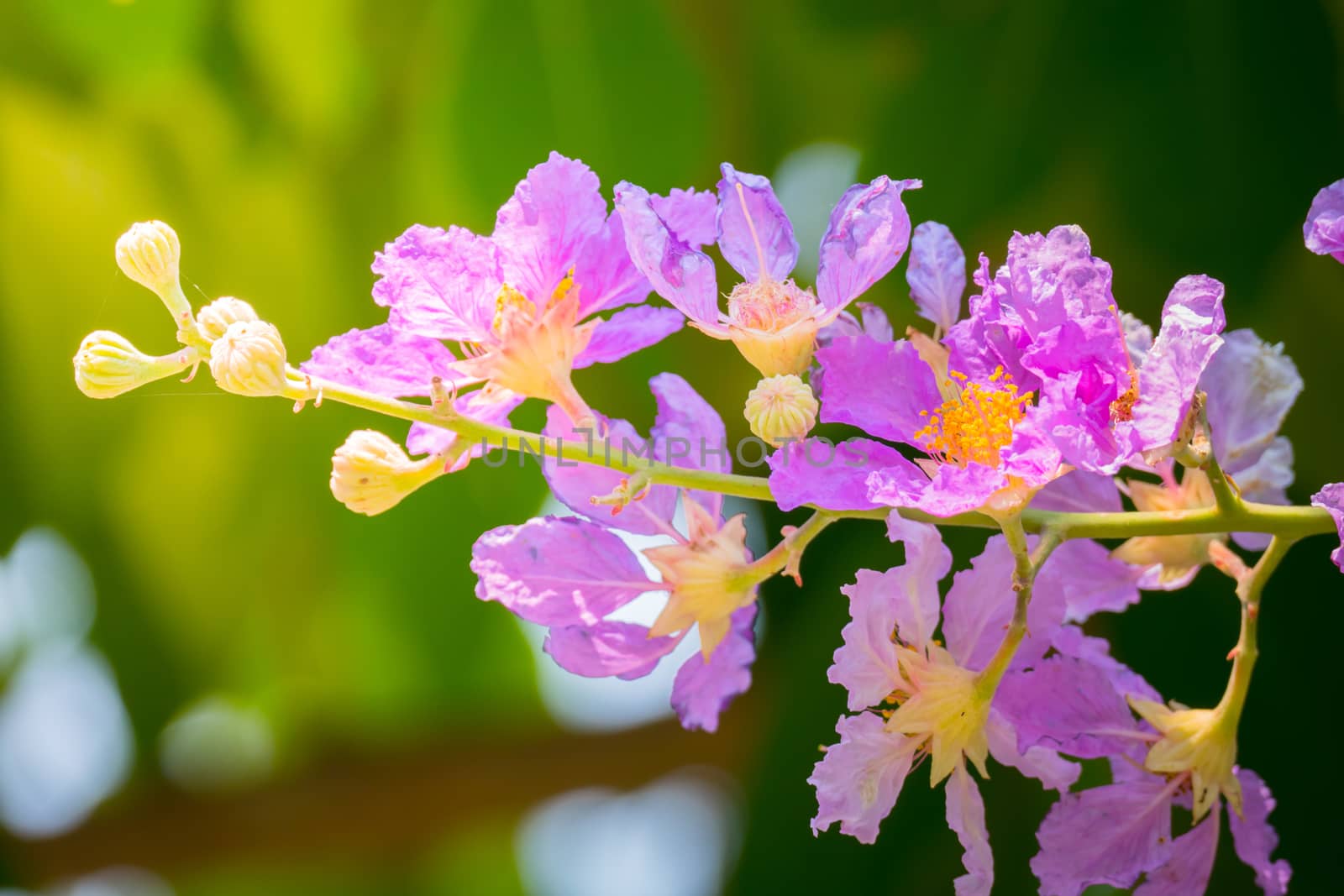 The background image of the colorful flowers, background nature