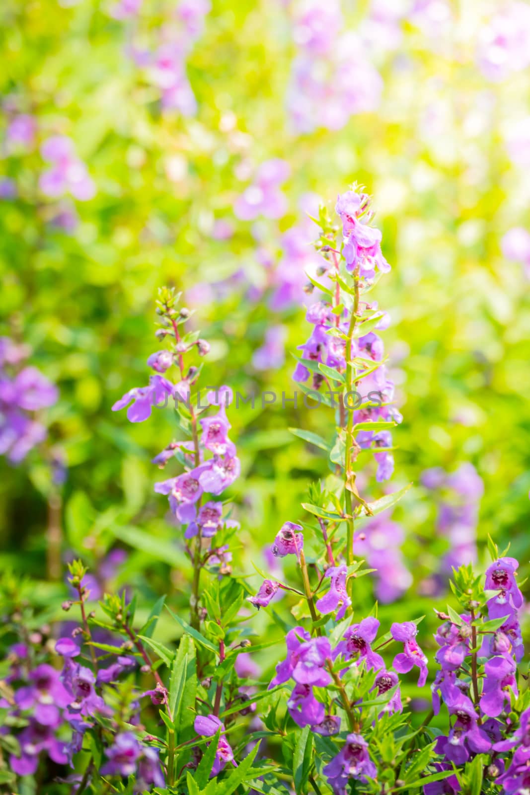 The background image of the colorful flowers, background nature