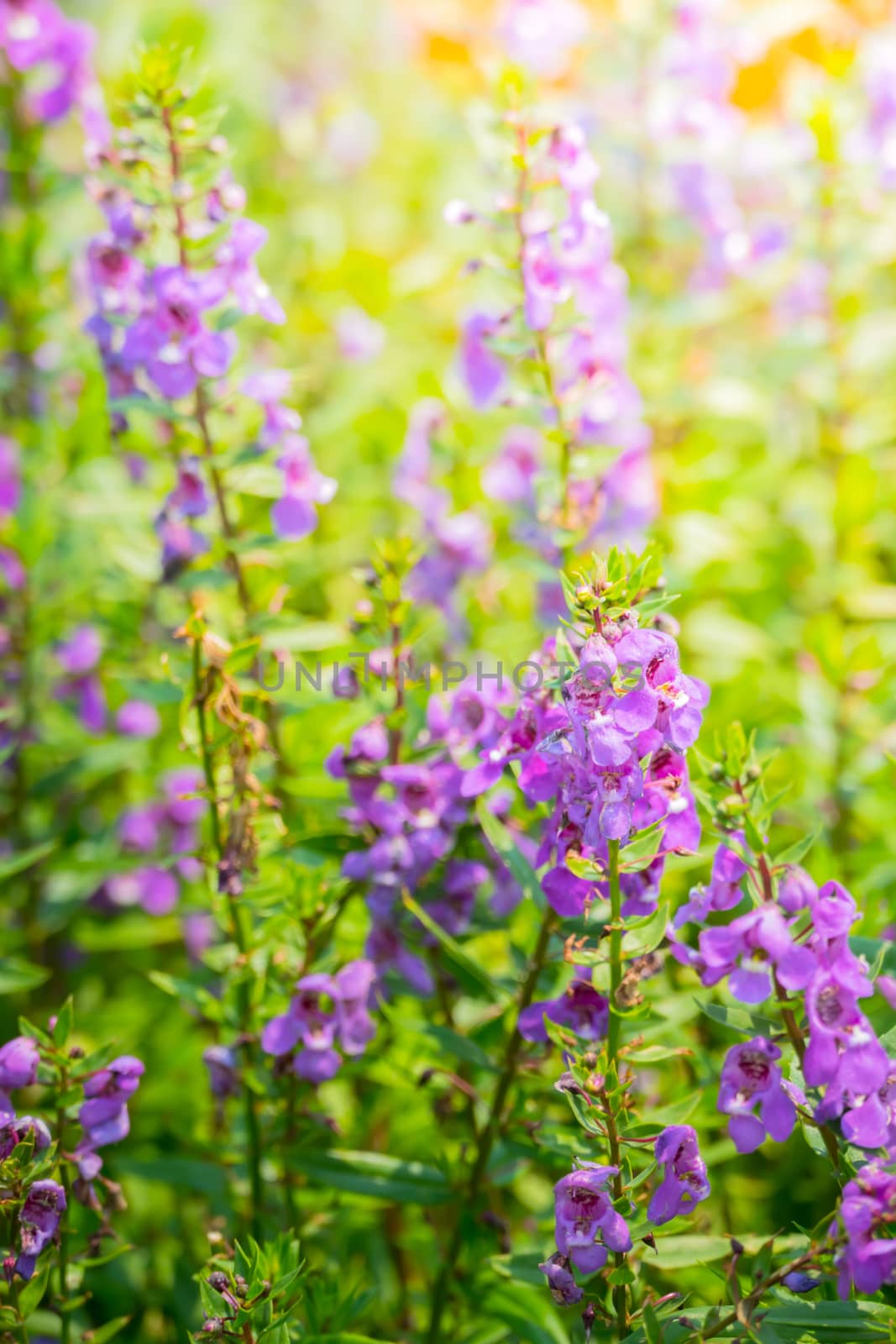 The background image of the colorful flowers, background nature