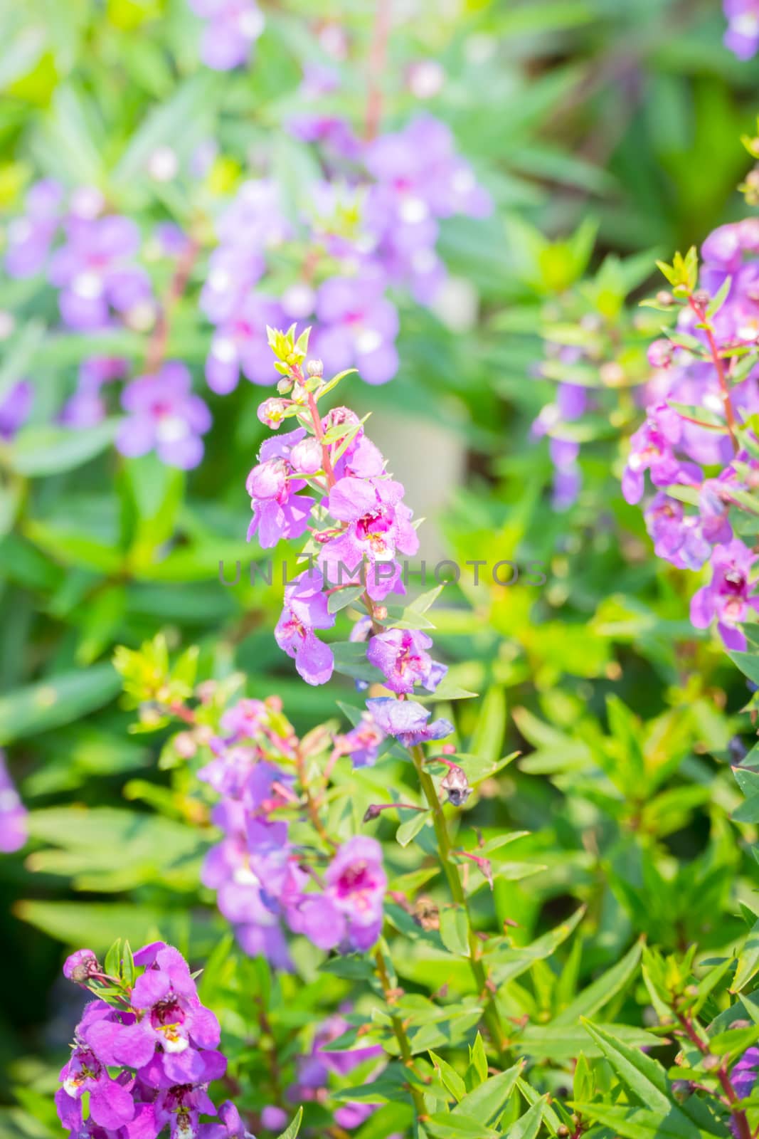 The background image of the colorful flowers, background nature