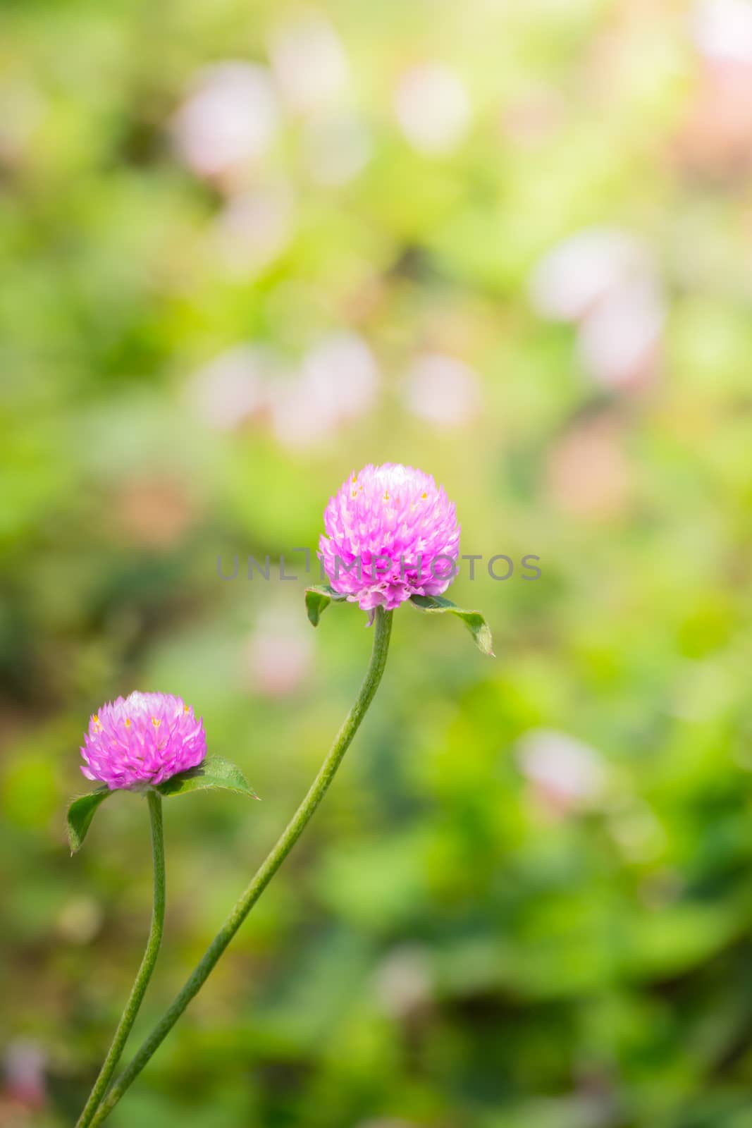 The background image of the colorful flowers, background nature