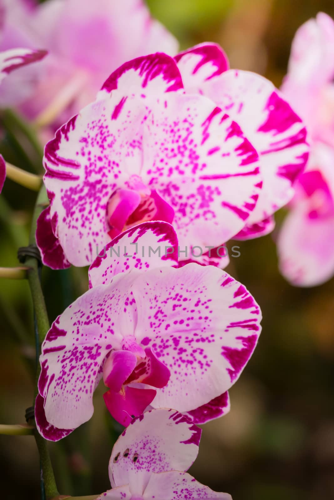 The background image of the colorful flowers, background nature