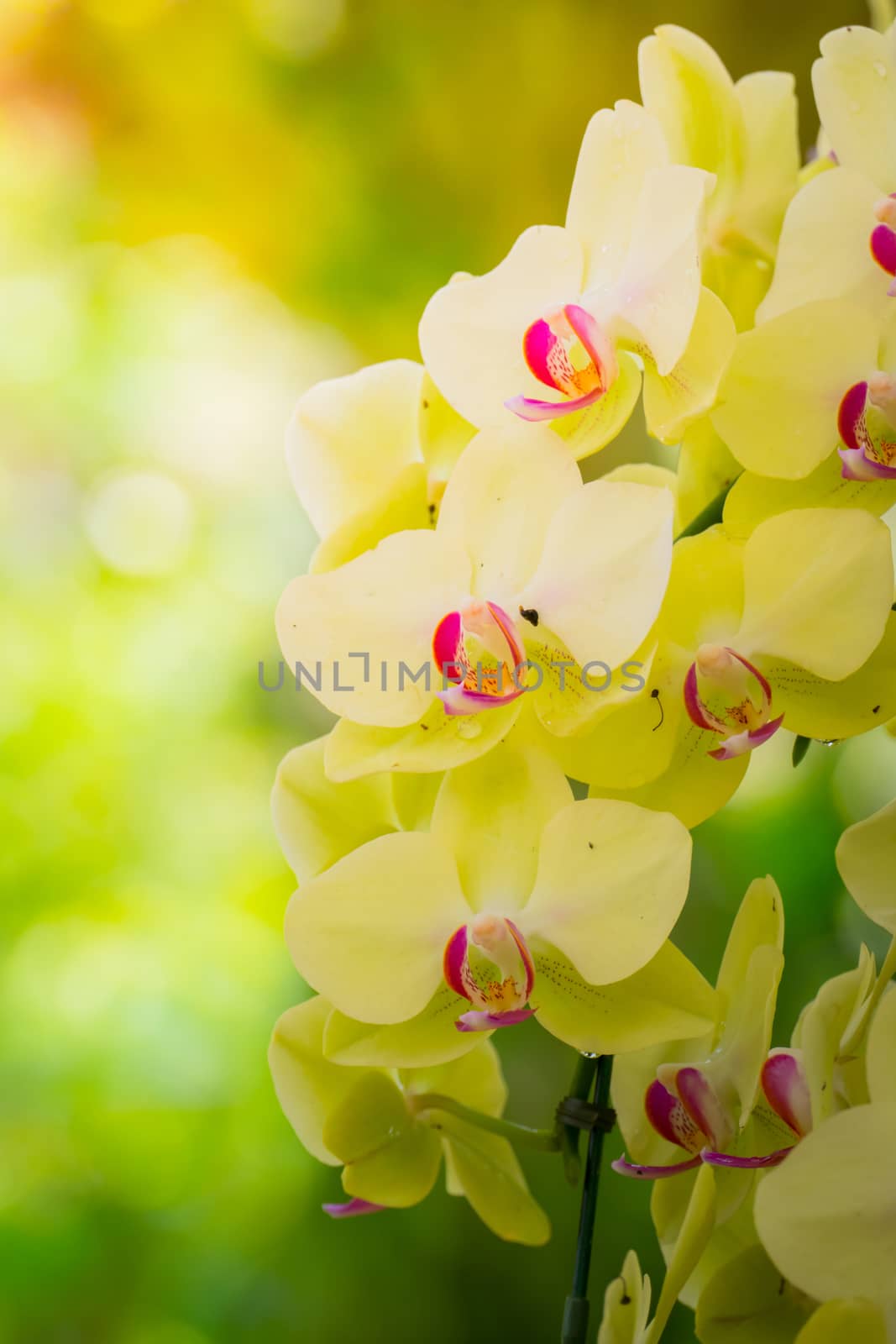 The background image of the colorful flowers, background nature