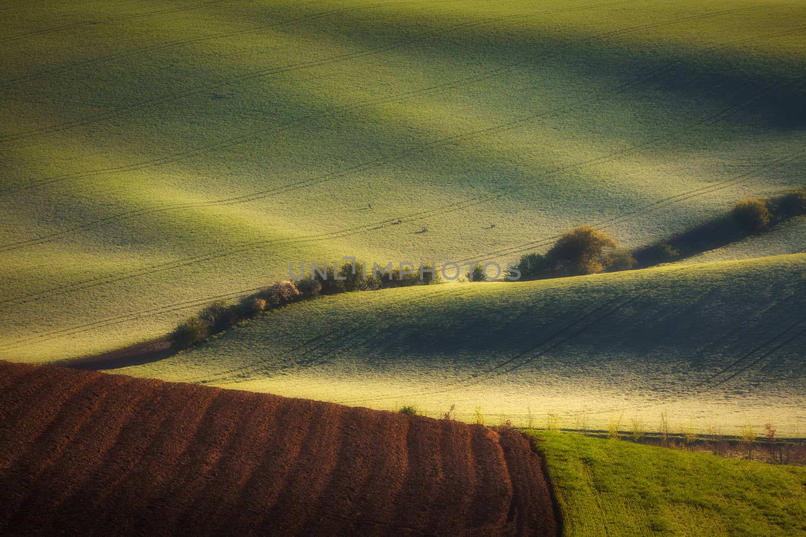 sunrise lines and waves with trees in the spring, South Moravia, Czech Republic