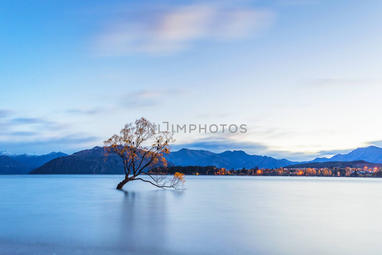 The famous tree at Lake Wanaka in sunrise, South Island of New Zealand.