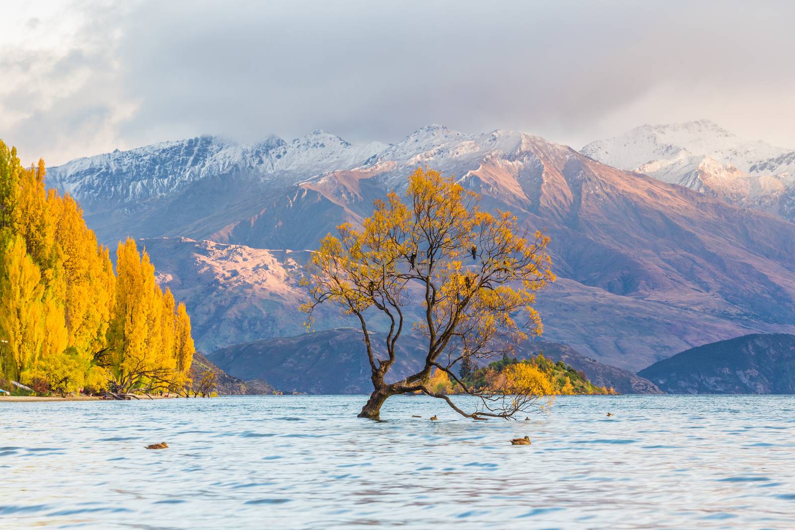 The famous tree at Lake Wanaka in sunrise, South Island of New Zealand.