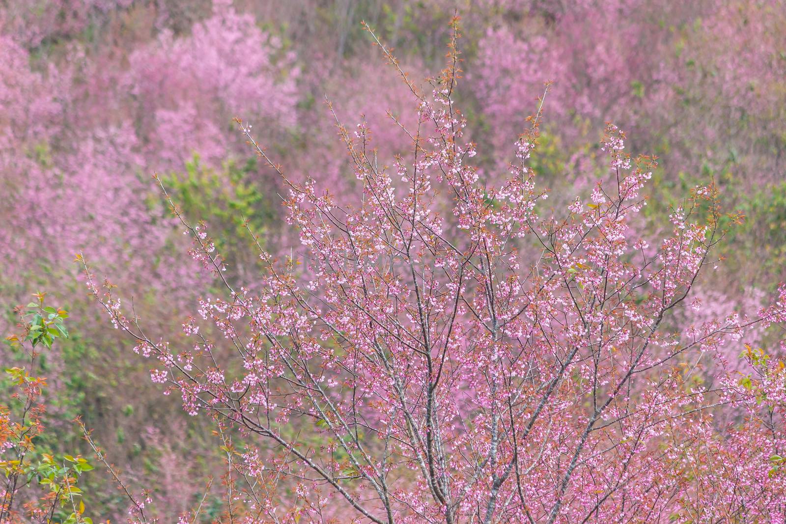 Beautiful Flower queen tiger Sakura , Cherry blossom Background at Phu Lom Lo , Loei and Phirsanulok, Thailand