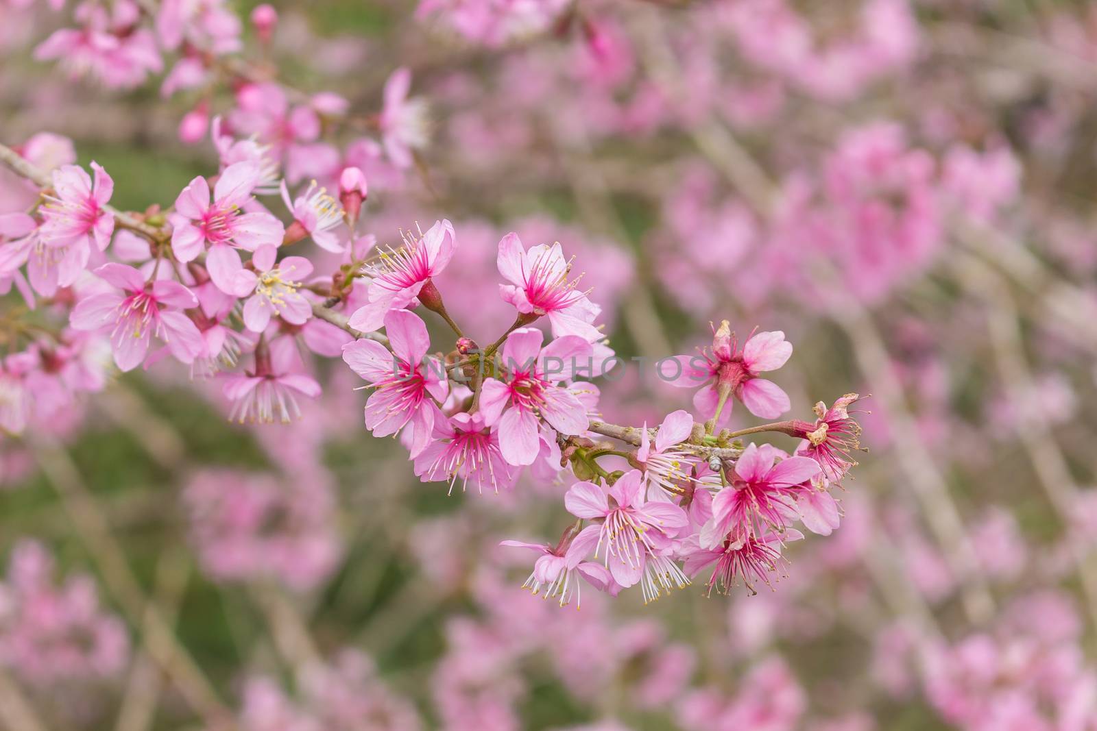 Queen tiger Sakura , Cherry blossom  by simpleBE