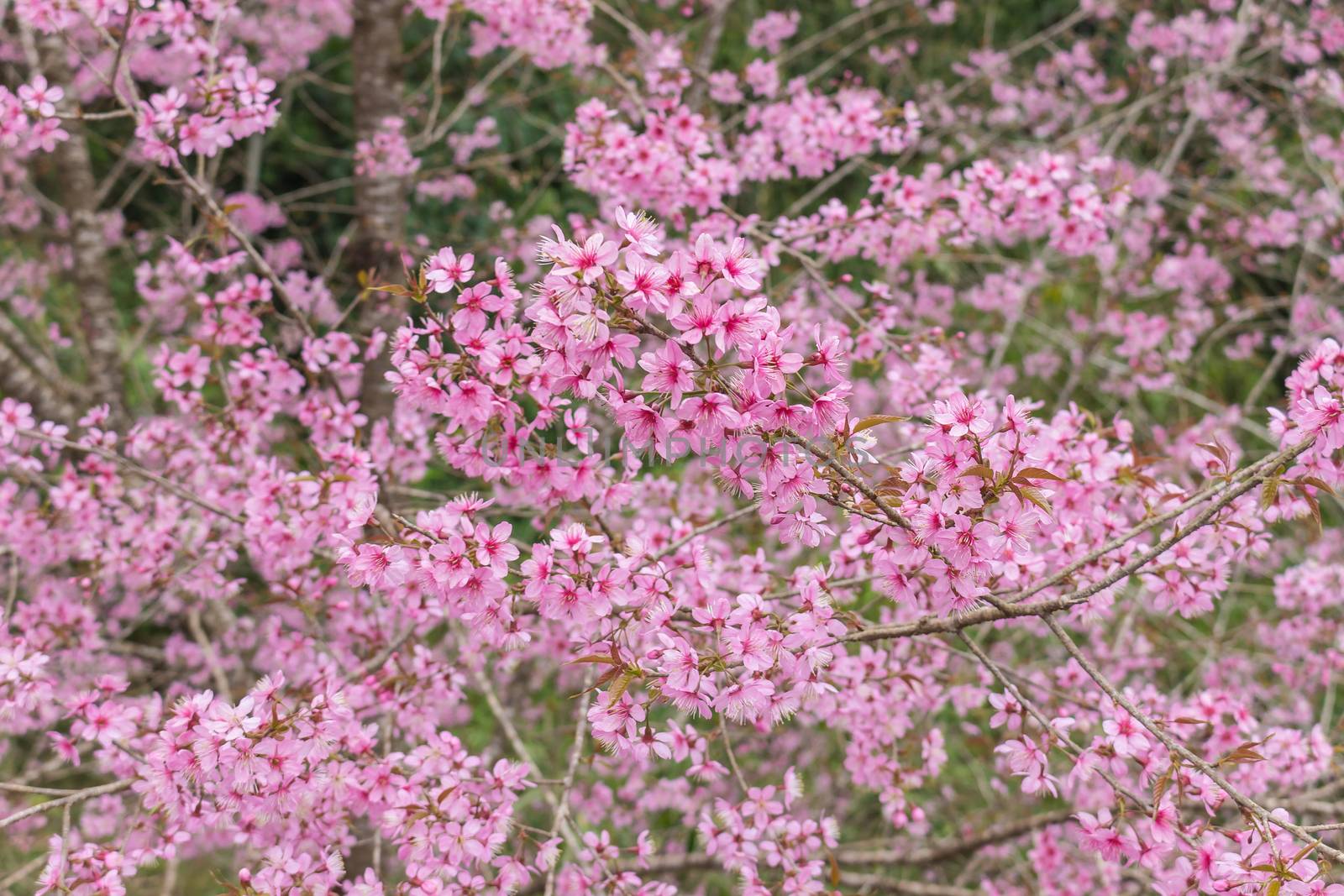 Beautiful Flower queen tiger Sakura , Cherry blossom Background at Phu Lom Lo , Loei and Phirsanulok, Thailand