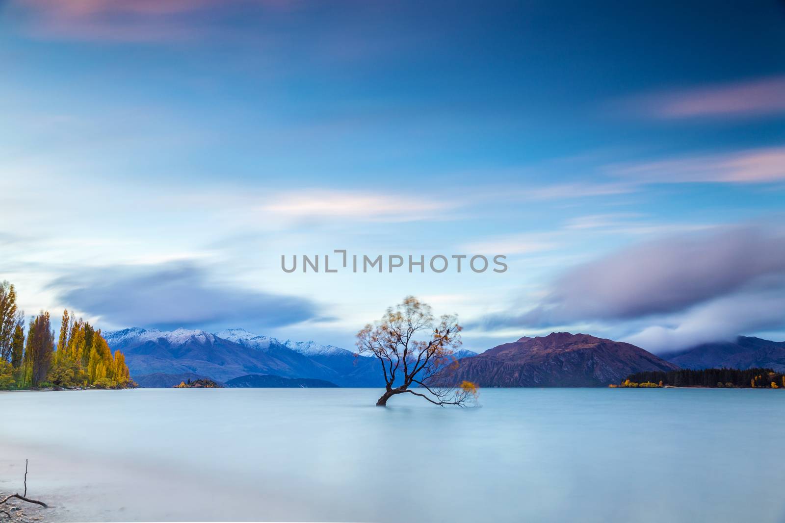 Famous tree at Lake Wanaka in sunrise, South Island of New Zealand.