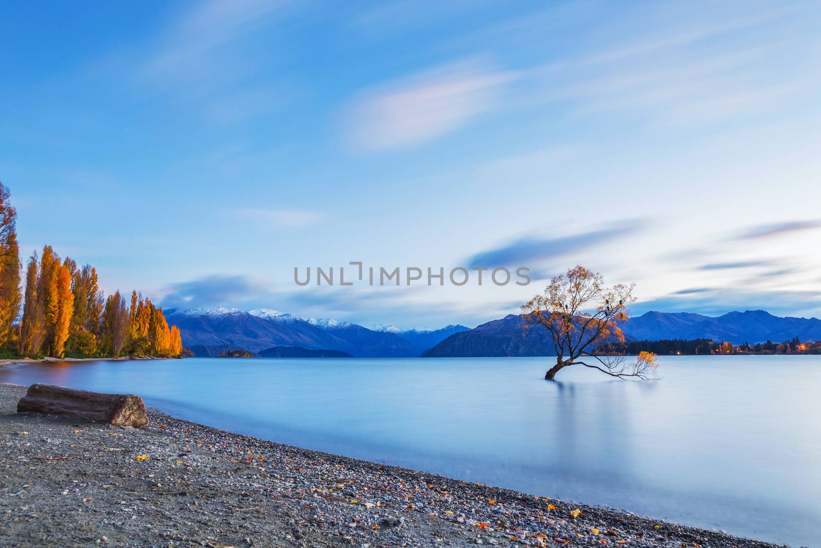 Famous tree at Lake Wanaka in sunrise, South Island of New Zealand.