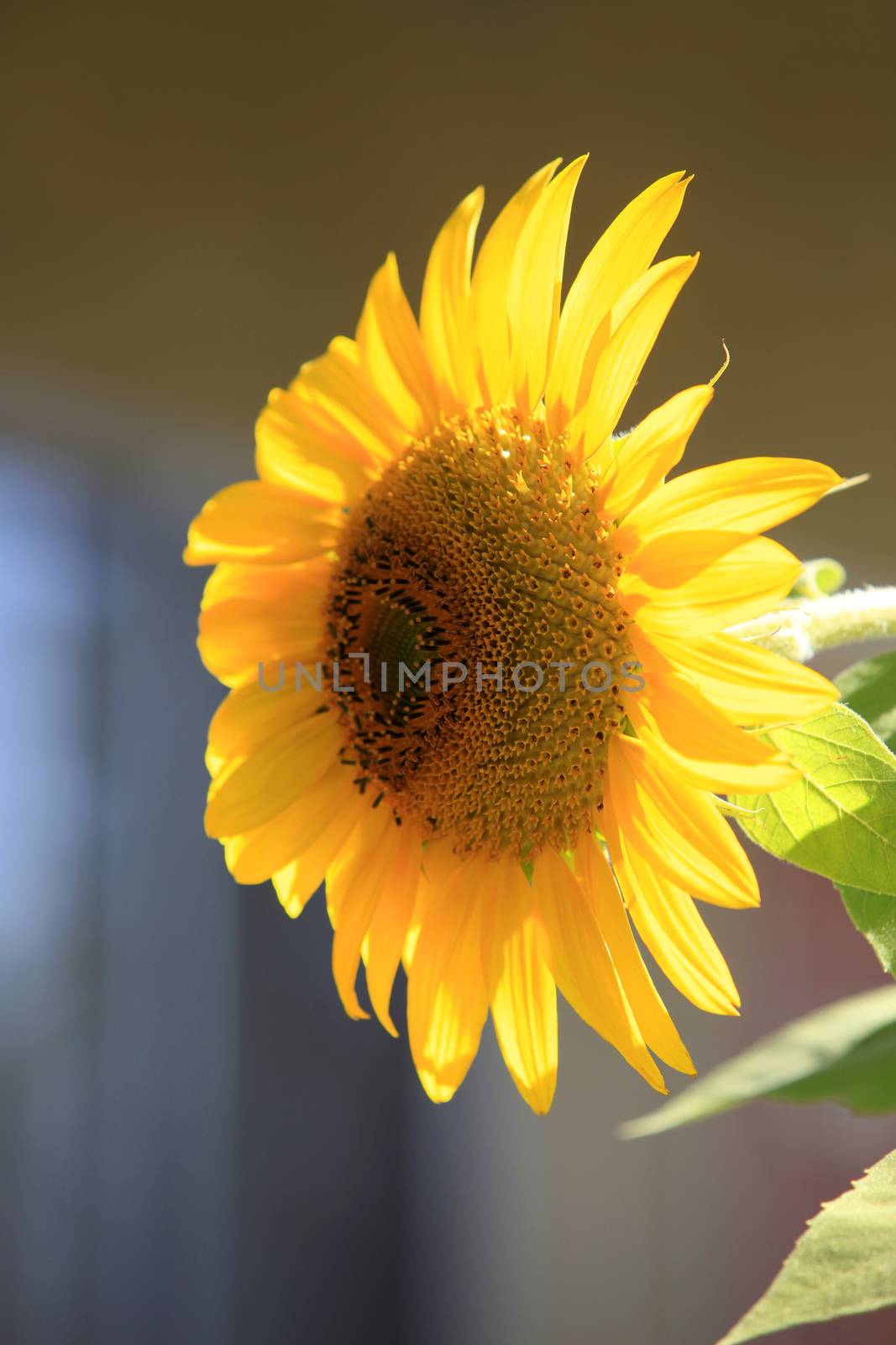 Flower of a sunflower on a background