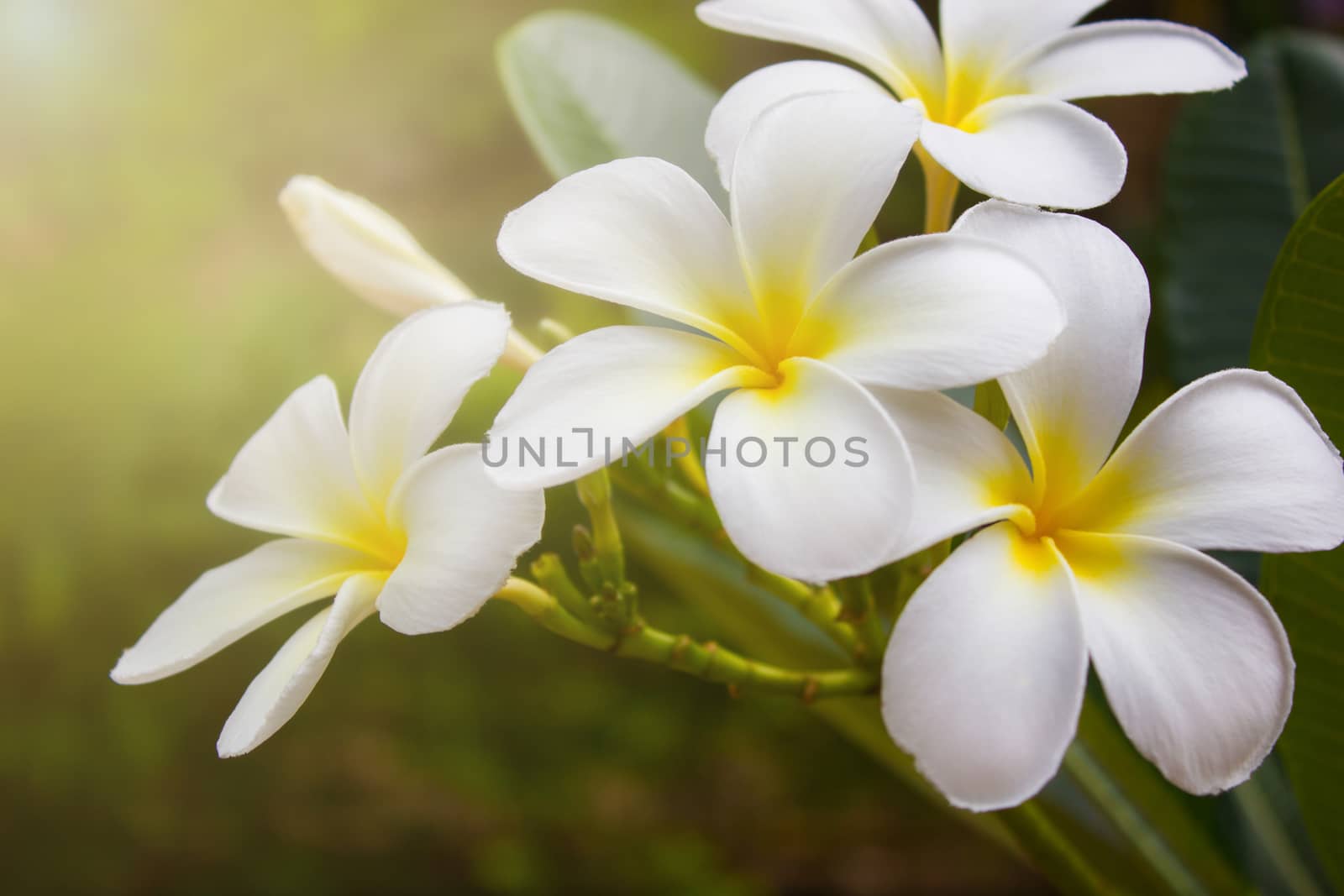 white plumeria flowers with soft light, vintage filter effect. by rakoptonLPN