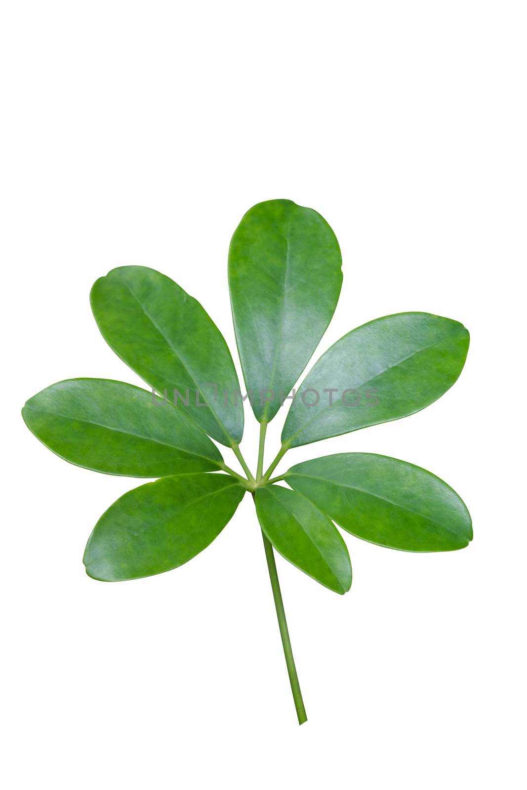 green leaves (Schefflera leucantha R. Vig.) isolated on white background, foliage  herb of Thai folk plants.