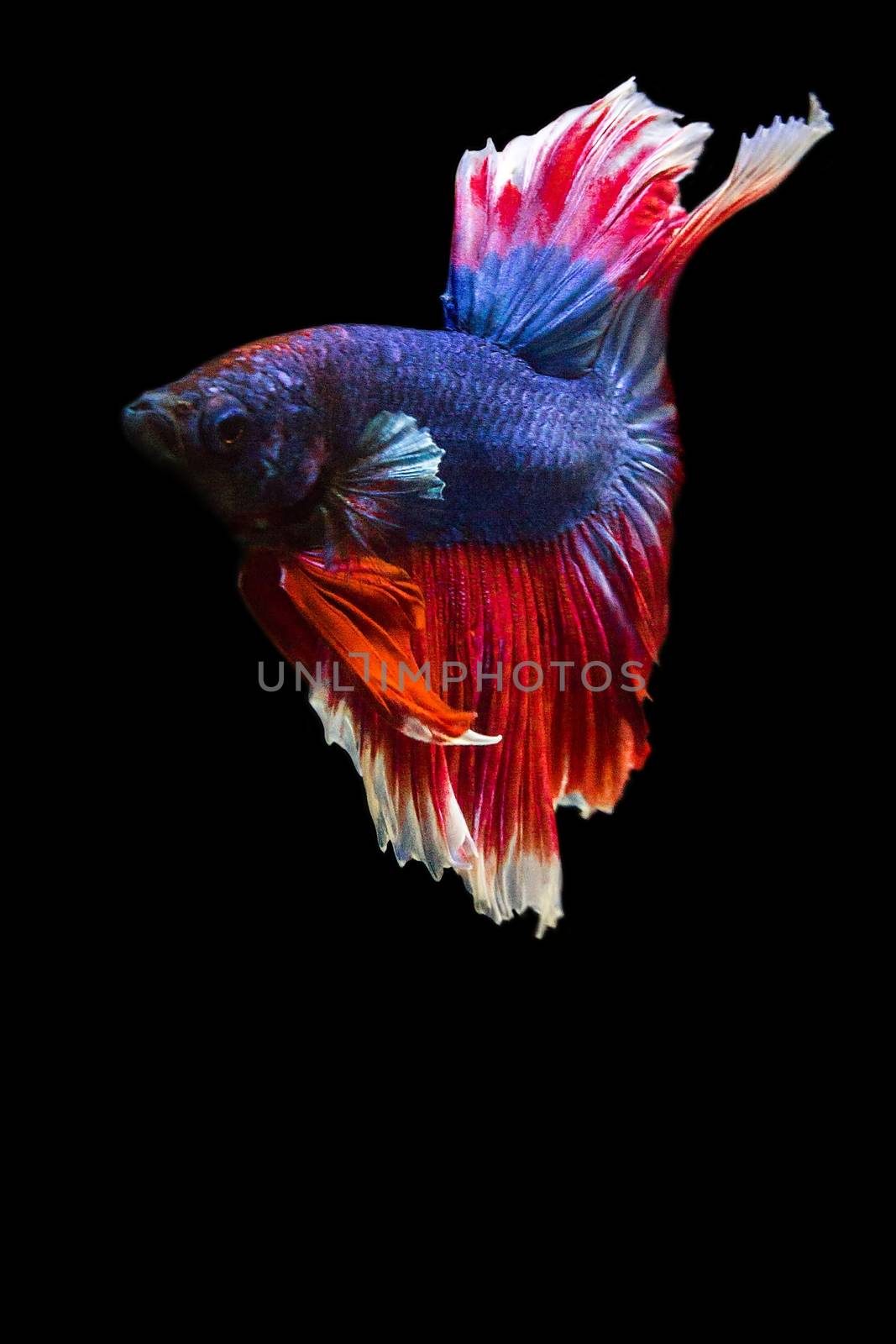 image of betta fish isolated on black background, action moving moment of Red Blue Rose Tail Betta, Siamese Fighting Fish