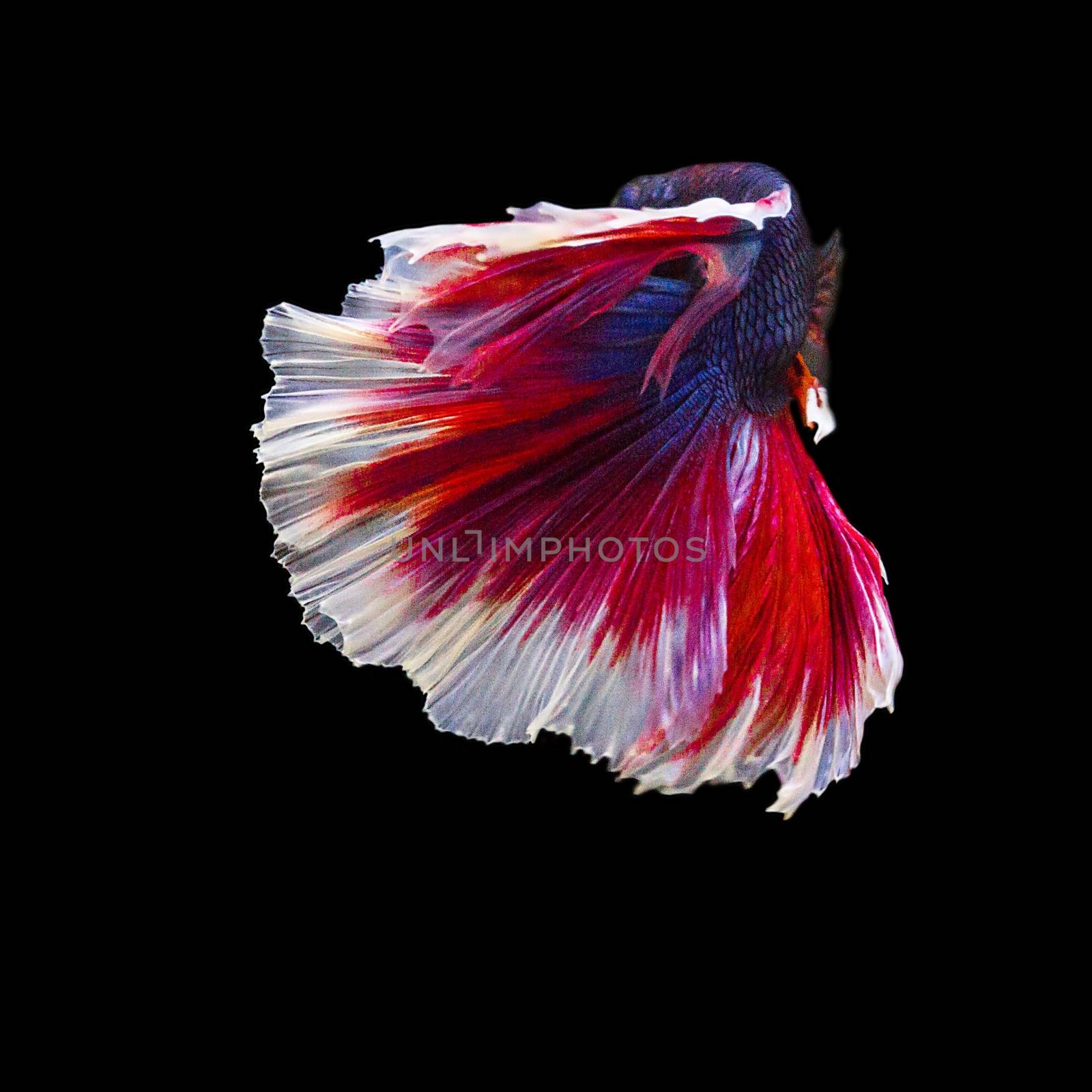 image of betta fish isolated on black background, action moving moment of Flower Half Moon Betta, Siamese Fighting Fish