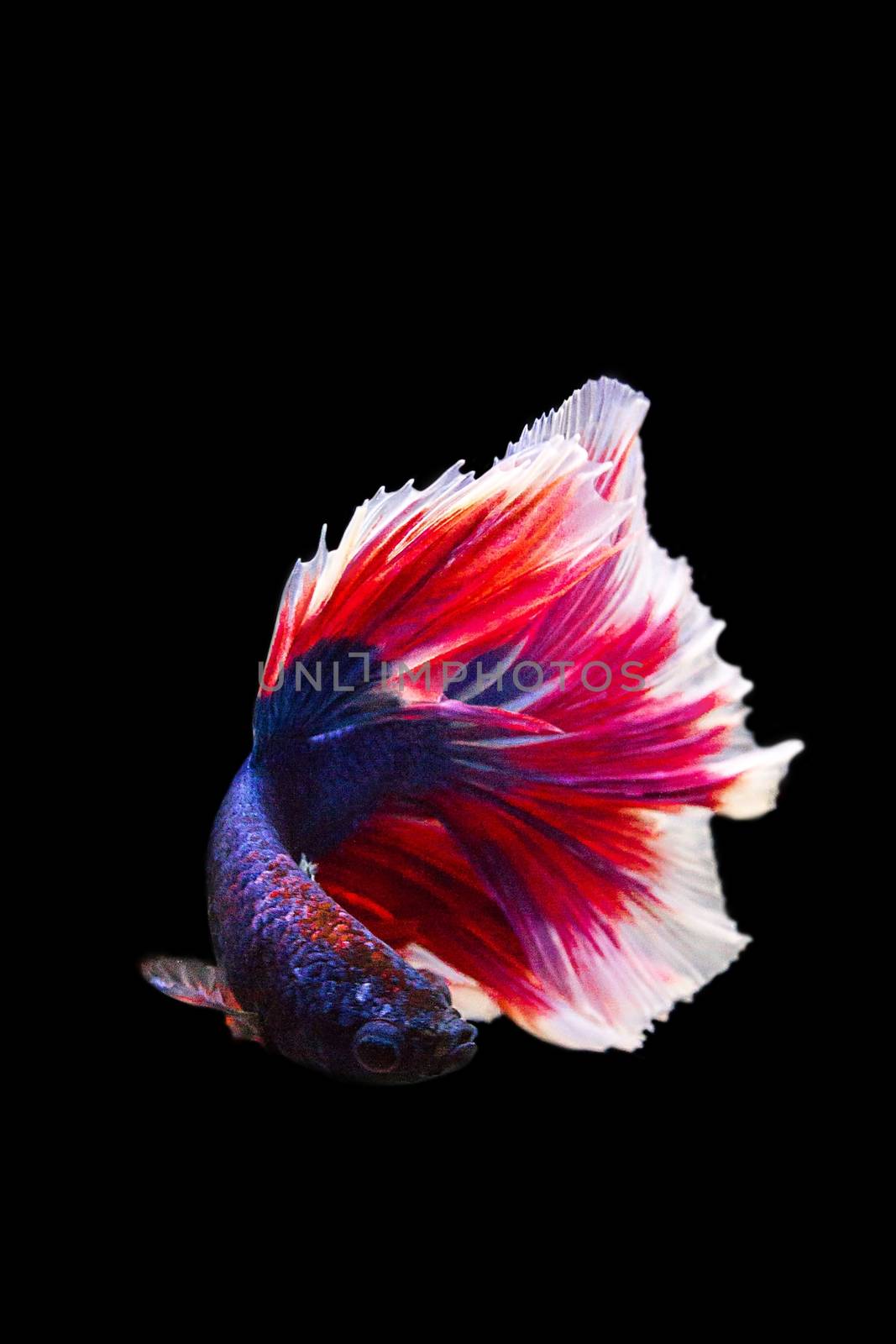 image of betta fish isolated on black background, action moving  by rakoptonLPN