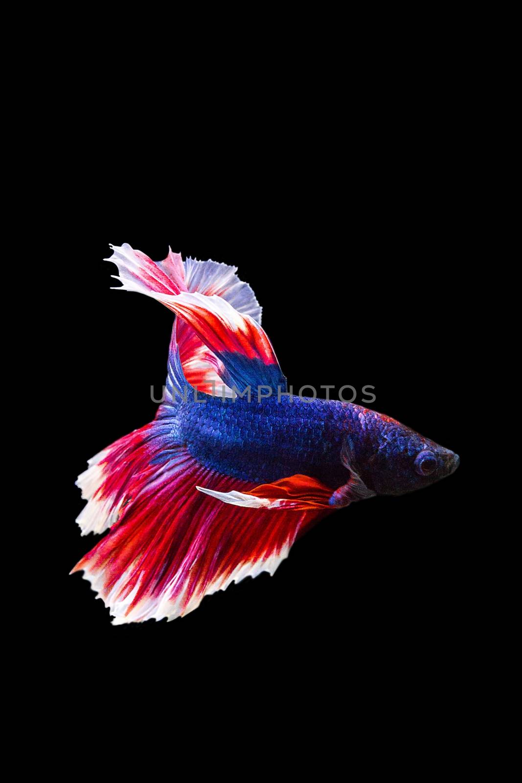 image of betta fish isolated on black background, action moving moment of Red Blue Rose Tail Betta, Siamese Fighting Fish
