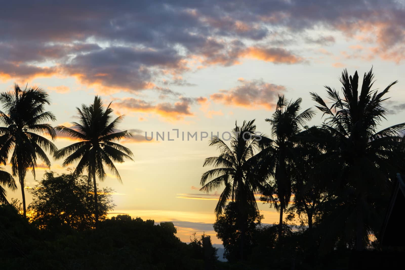 Silhouetted Image Of Coconut Tree During Sunset, Beautiful Color Of The Sky And Dramatic Clouds.