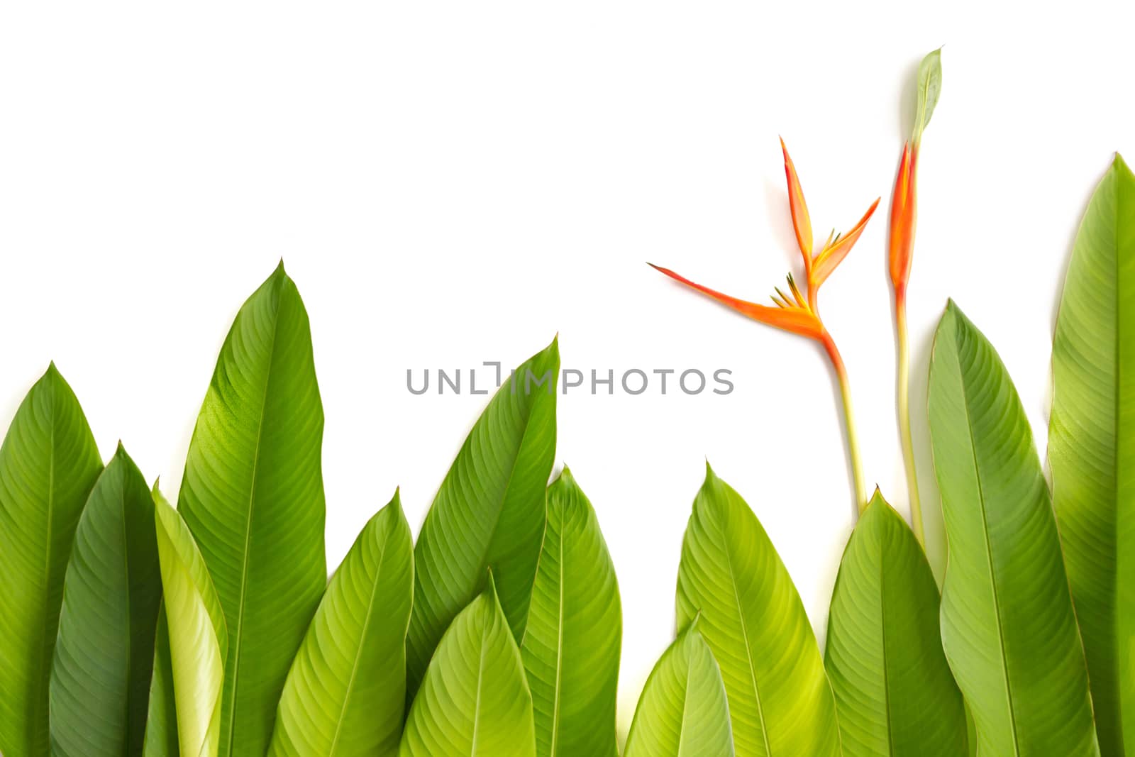Beautiful red, yellow and orange Heliconia (Heliconia spp.) flower, tropical vivid color flower on white background, heliconia or bird of paradise flower