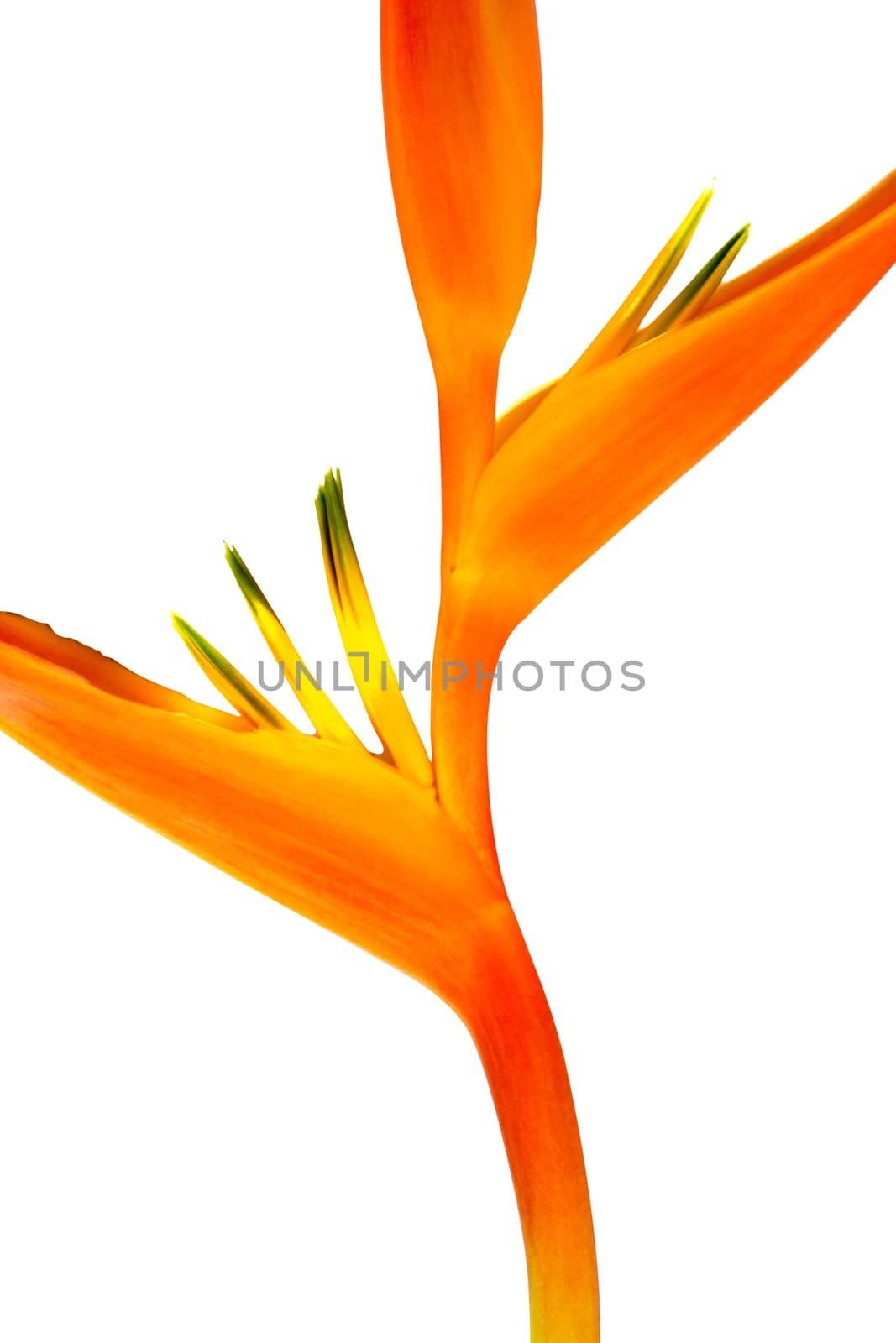 Beautiful red, yellow and orange Heliconia (Heliconia spp.) flower isolated on white background, tropical vivid color flower on white background, heliconia or bird of paradise flower