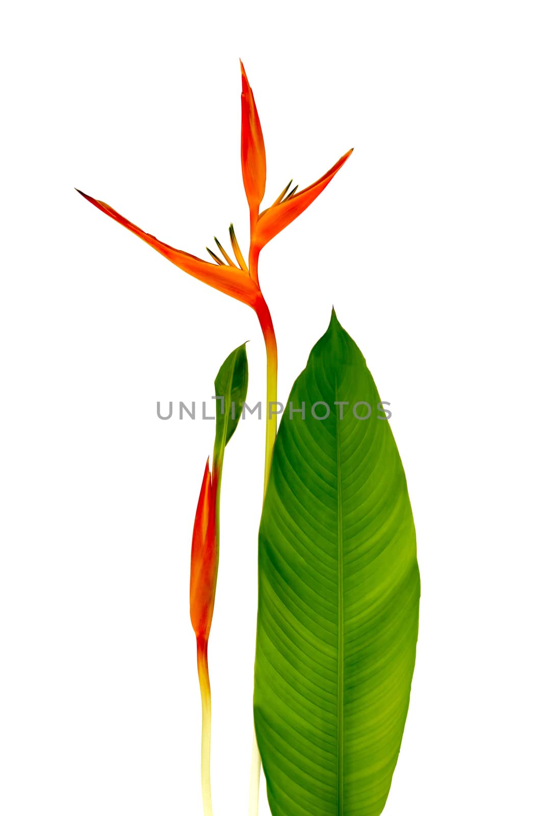 Beautiful Red, Yellow And Orange Heliconia (Heliconia Spp.) Flower Isolated On White Background, Tropical Vivid Color Flower On White Background, Heliconia Or Bird Of Paradise Flower