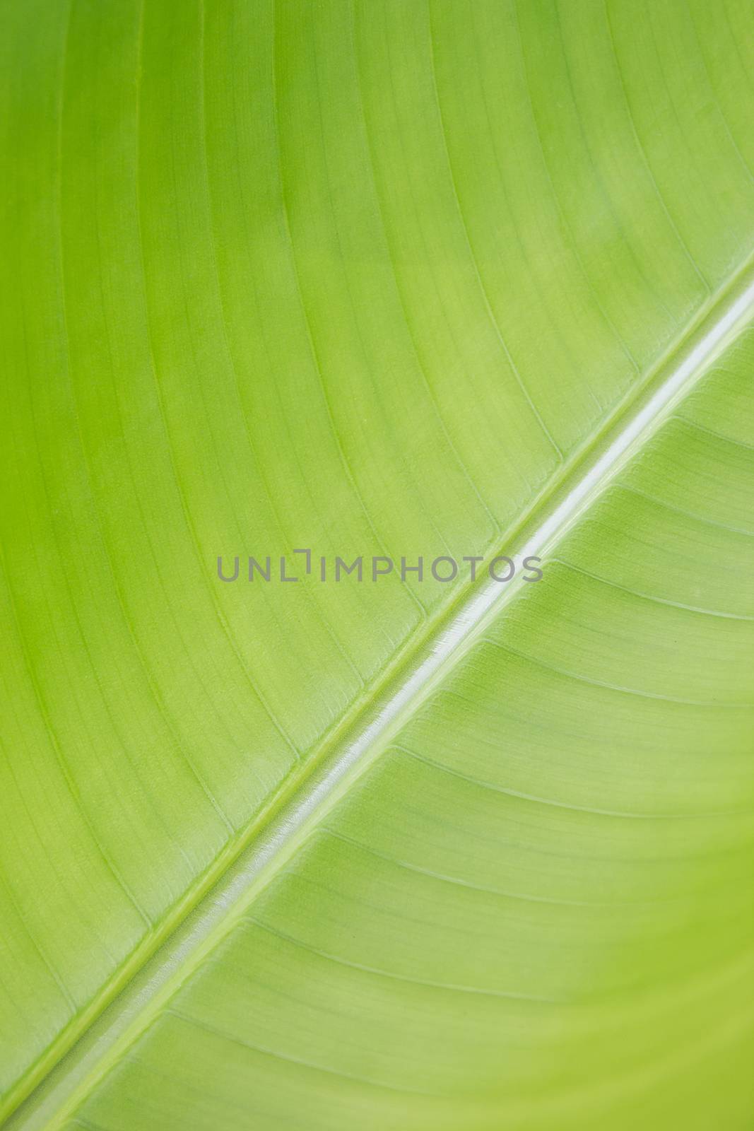 Abstract striped nature background, Details of Heliconia leaf, l by rakoptonLPN