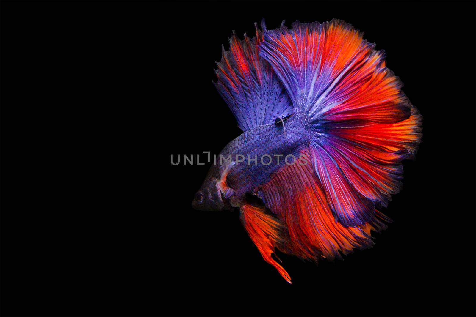 image of betta fish isolated on black background, action moving  by rakoptonLPN