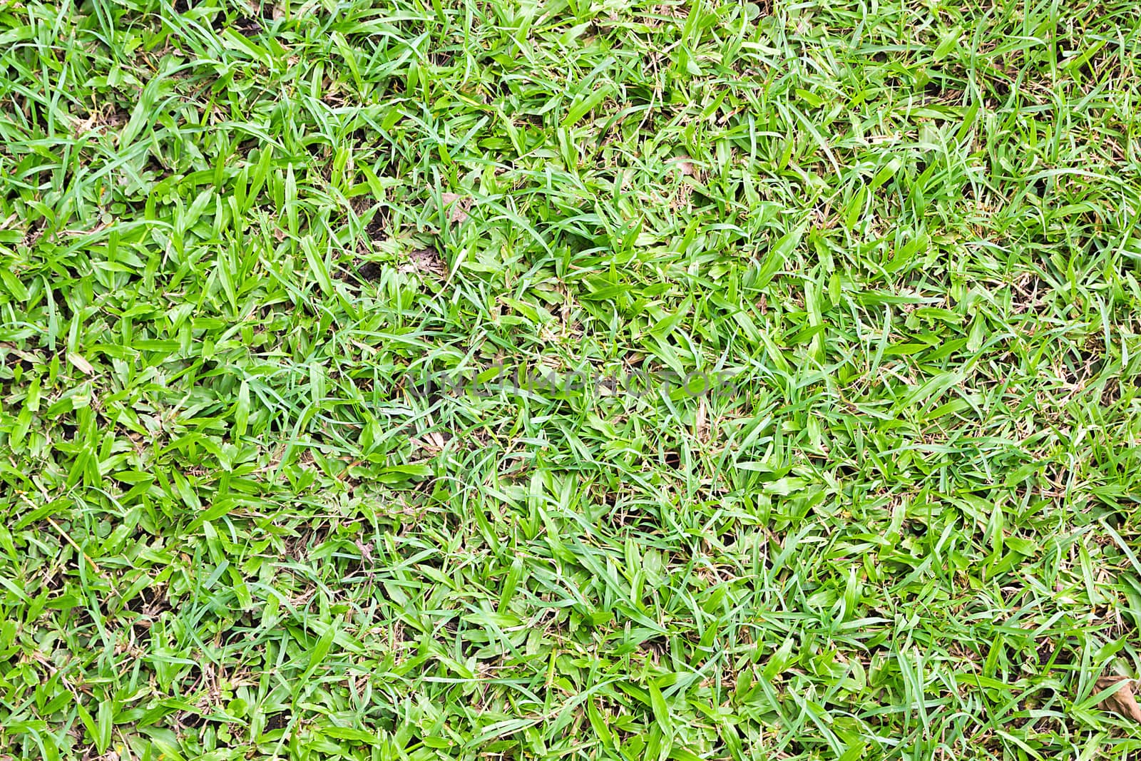 Grass background, Fresh lawn grass texture.  by rakoptonLPN