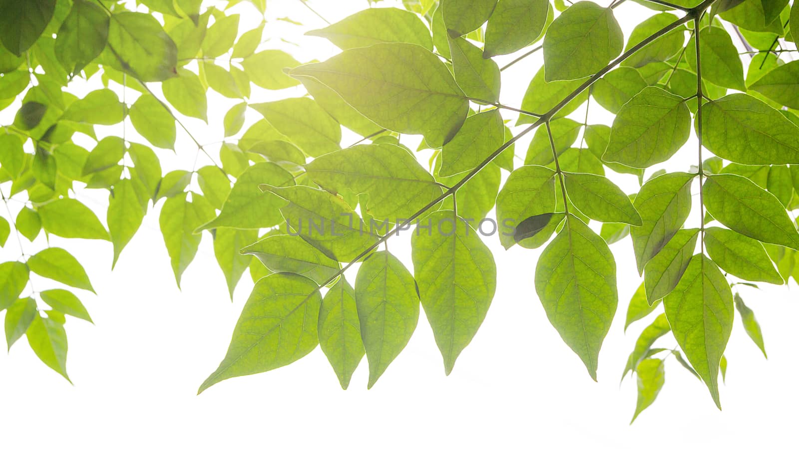 green leaves with solf light for frame on white background, natu by rakoptonLPN