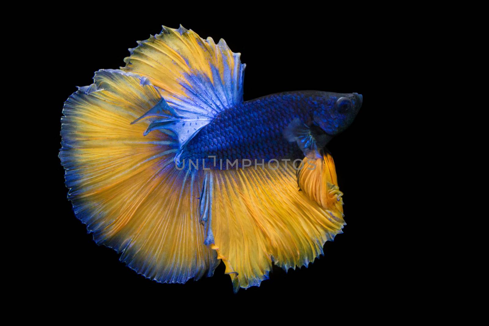 Image Of Betta Fish Isolated On Black Background, Action Moving Moment Of Mustard Over Half Moon Betta, Siamese Fighting Fish by rakoptonLPN