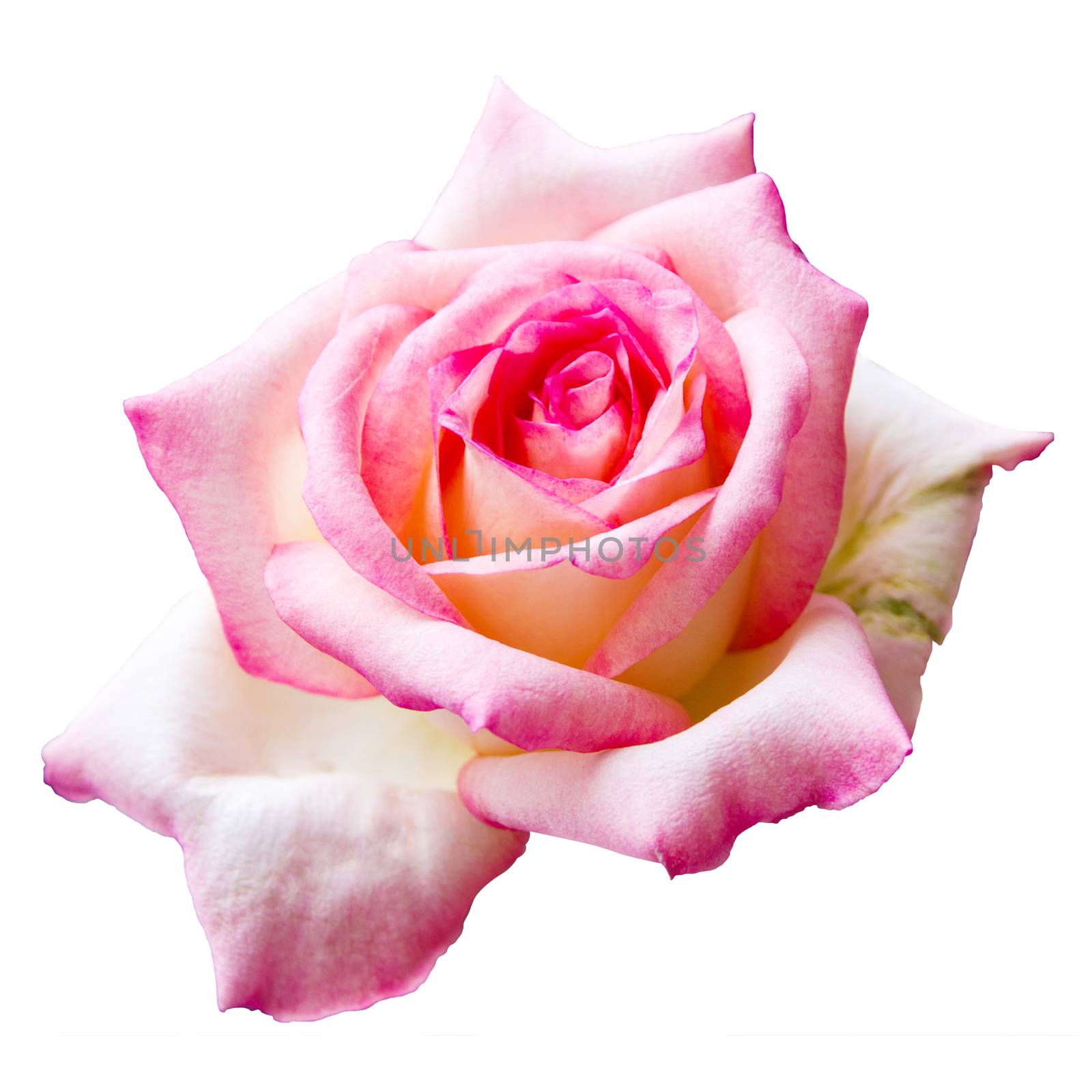 beautiful pink rose isolated on white background, flower for lover and wedding