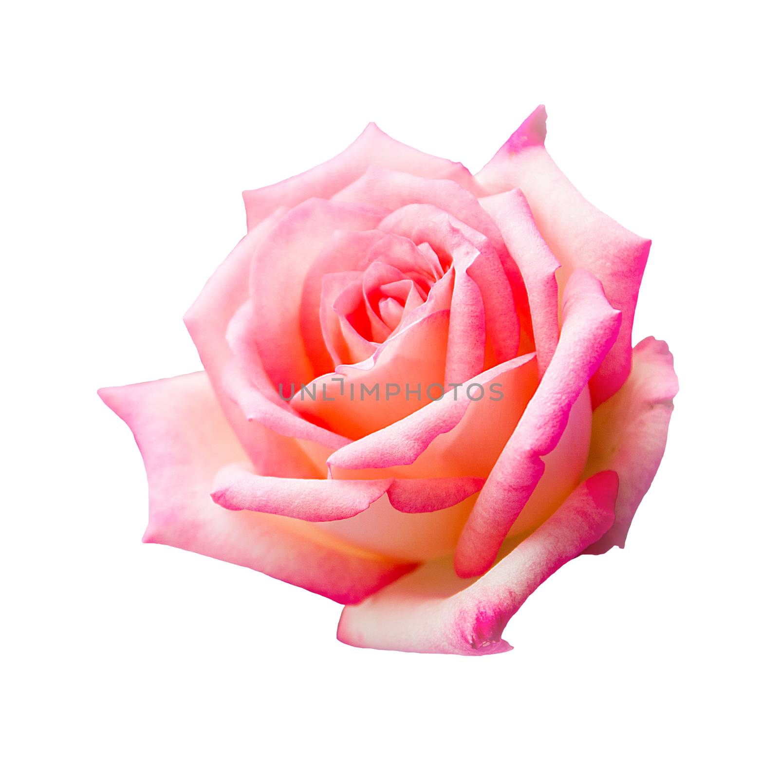 beautiful pink rose isolated on white background, flower for lover and wedding