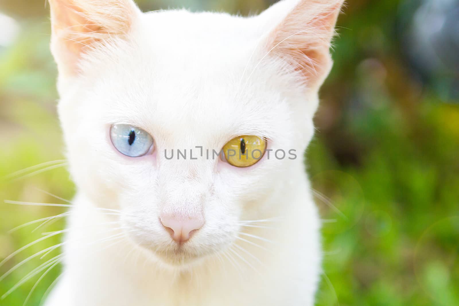 The Portrait Of White Colour Thai Cat With 2 Different Colored Eyes, Selective Focus, Cute Cat With Different Eyes, Heterochromia Iridum, Cute Cat Looking At Camera by rakoptonLPN