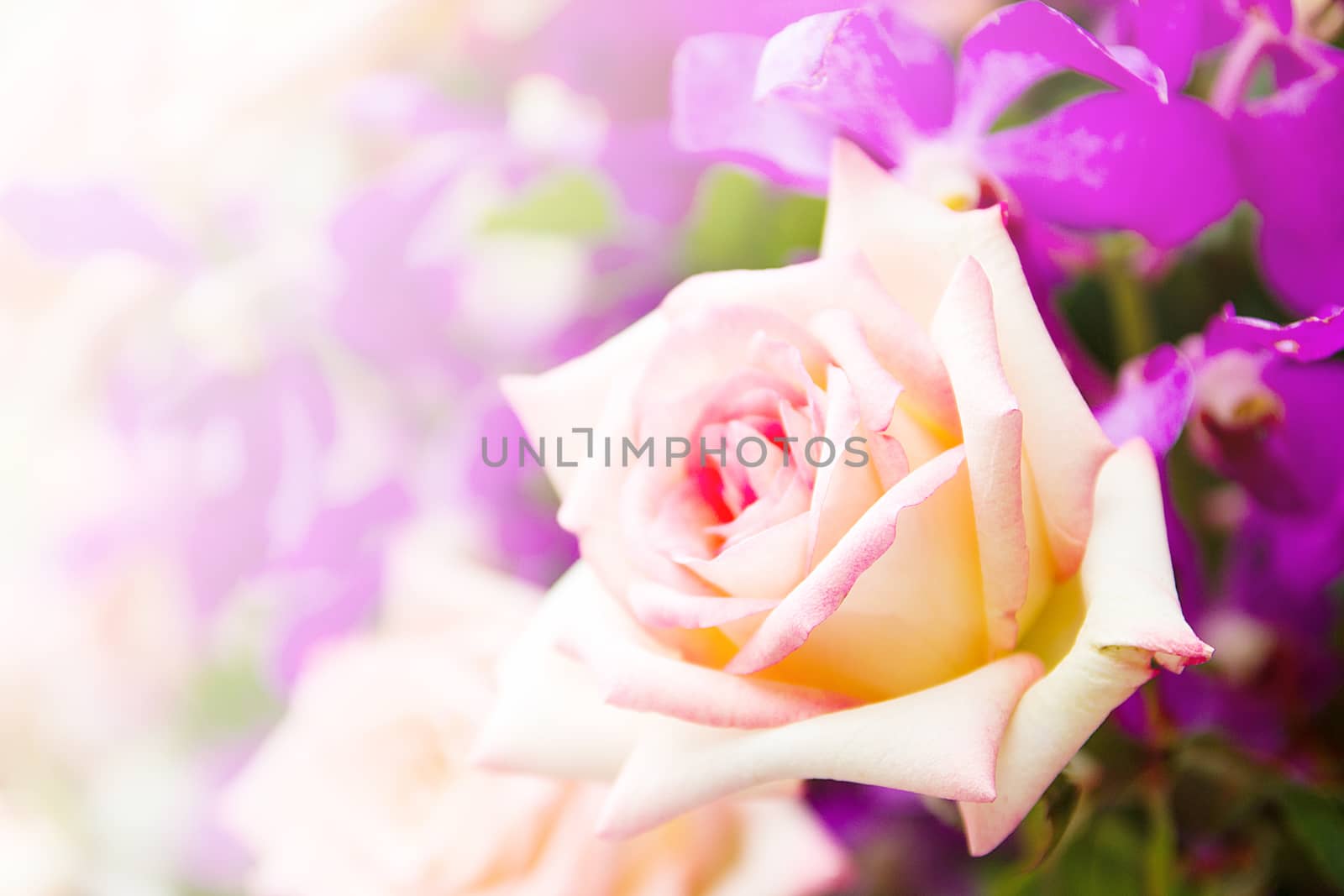 Yellow Rose Flower In The Garden With Bokeh Light, Bouquet Of Fresh Spring Yellow Rose And Purple Flowers Bokeh For Background.