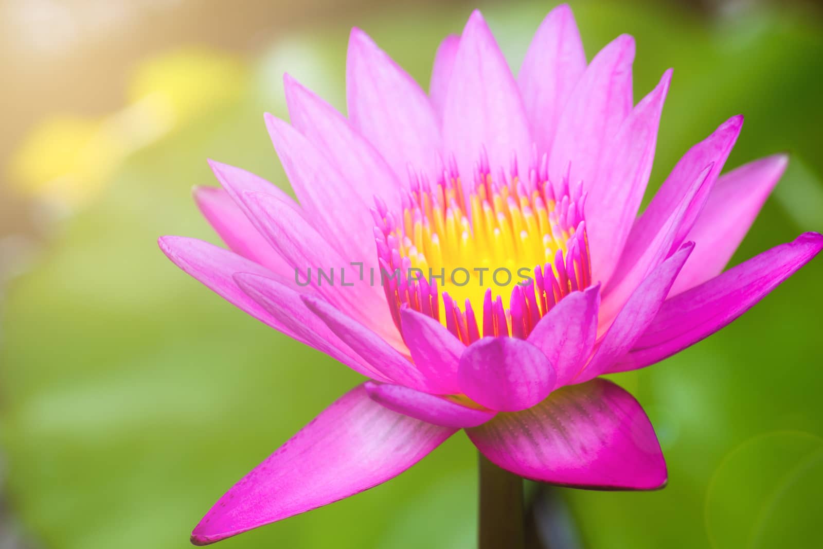 Beautiful Waterlily, Pink Lotus Flower Plants In Pond With Green Leaf Background And Sunlight. by rakoptonLPN