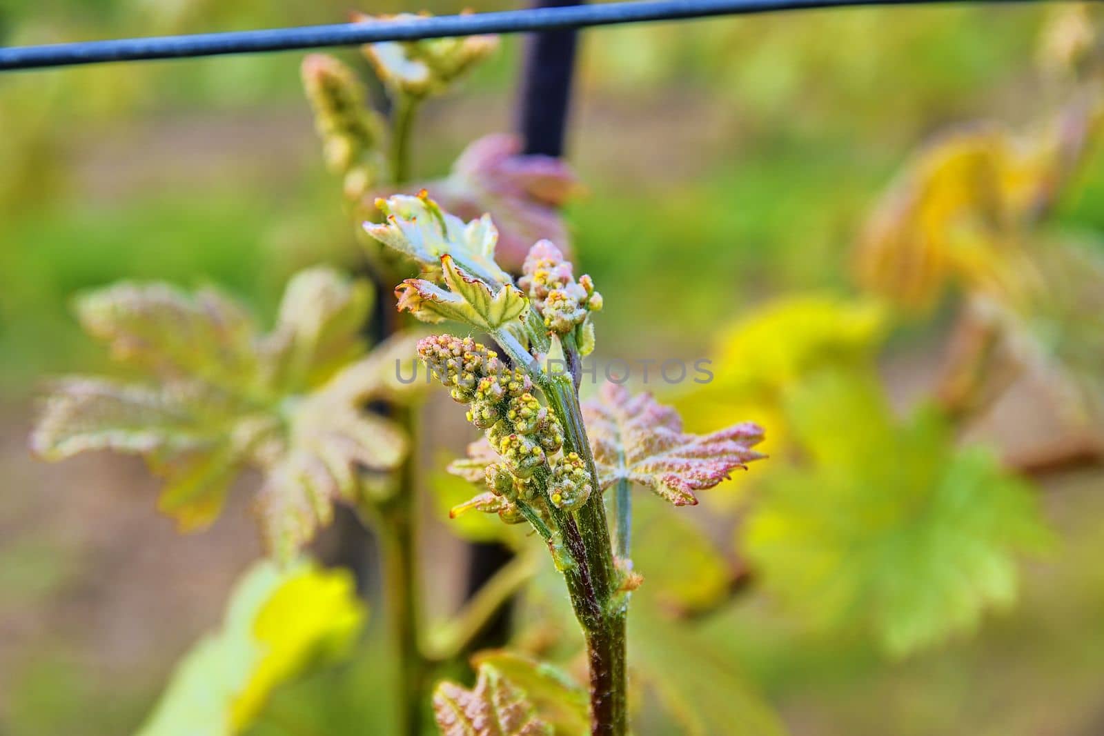 Bud break of grapevine on green backgound. Vineyard in spring. Close-up. Viniculture and winery concept by roman_nerud