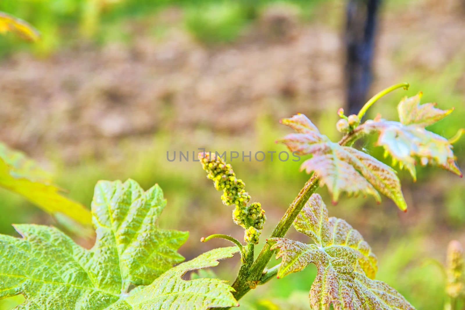 Bud break of grapevine on green backgound. Vineyard in spring. Close-up. Viniculture and winery concept by roman_nerud