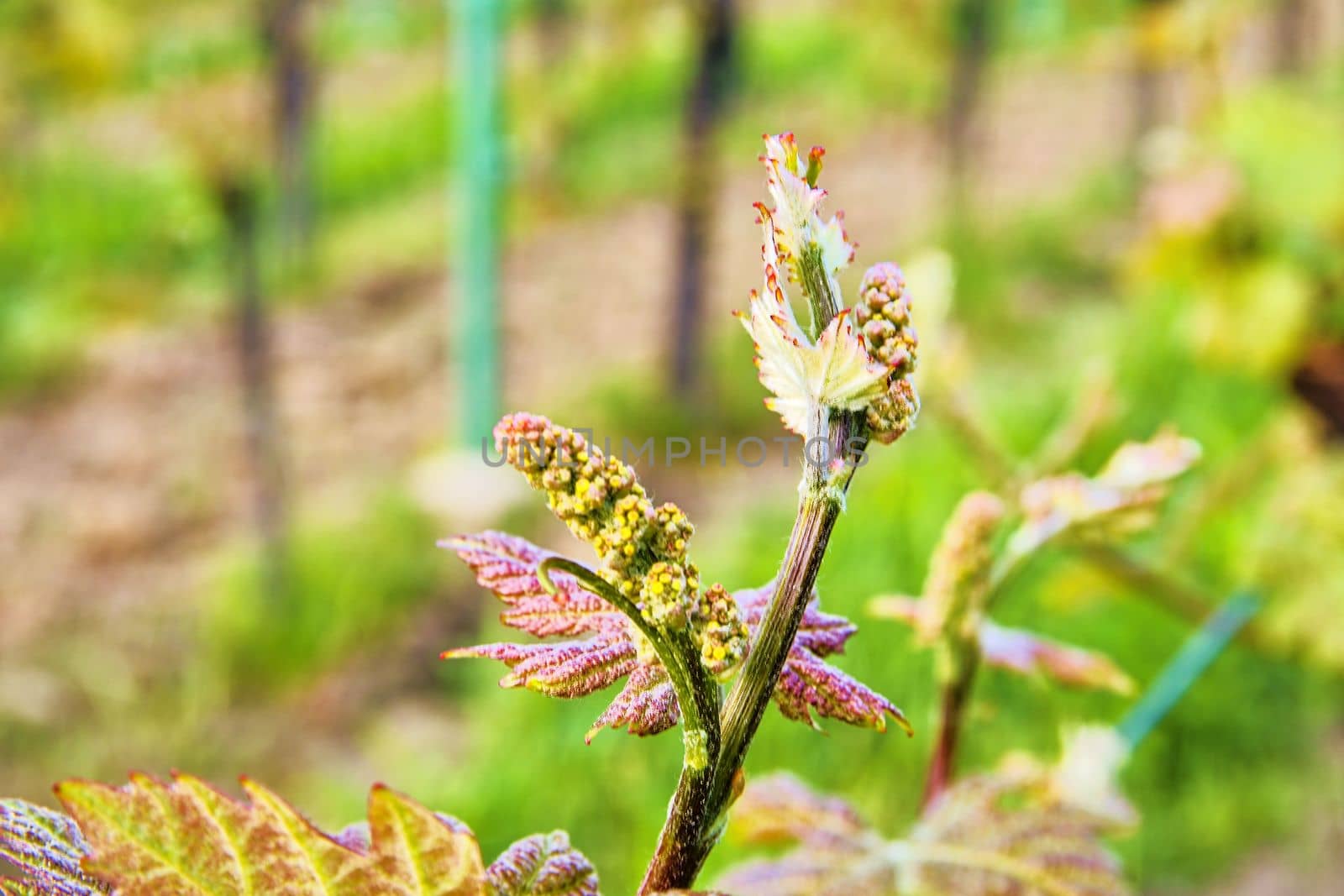 Bud break of grapevine on green backgound. Vineyard in spring. Close-up. Viniculture and winery concept by roman_nerud