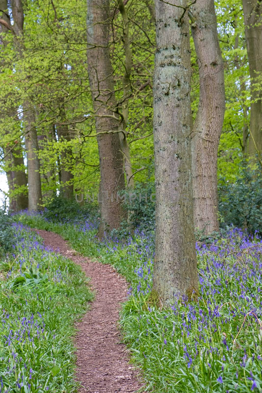 Carpet of bluebells at Beaconwood and the Winsel