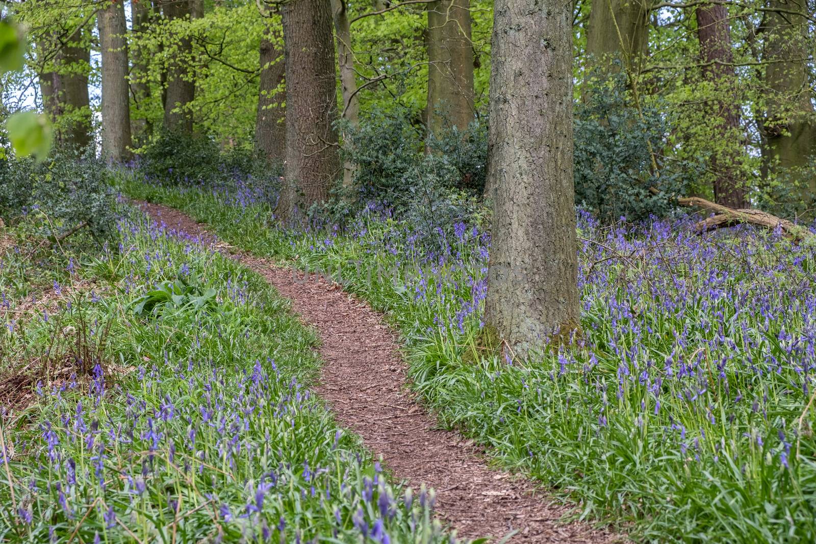 Carpet of bluebells at Beaconwood and the Winsel