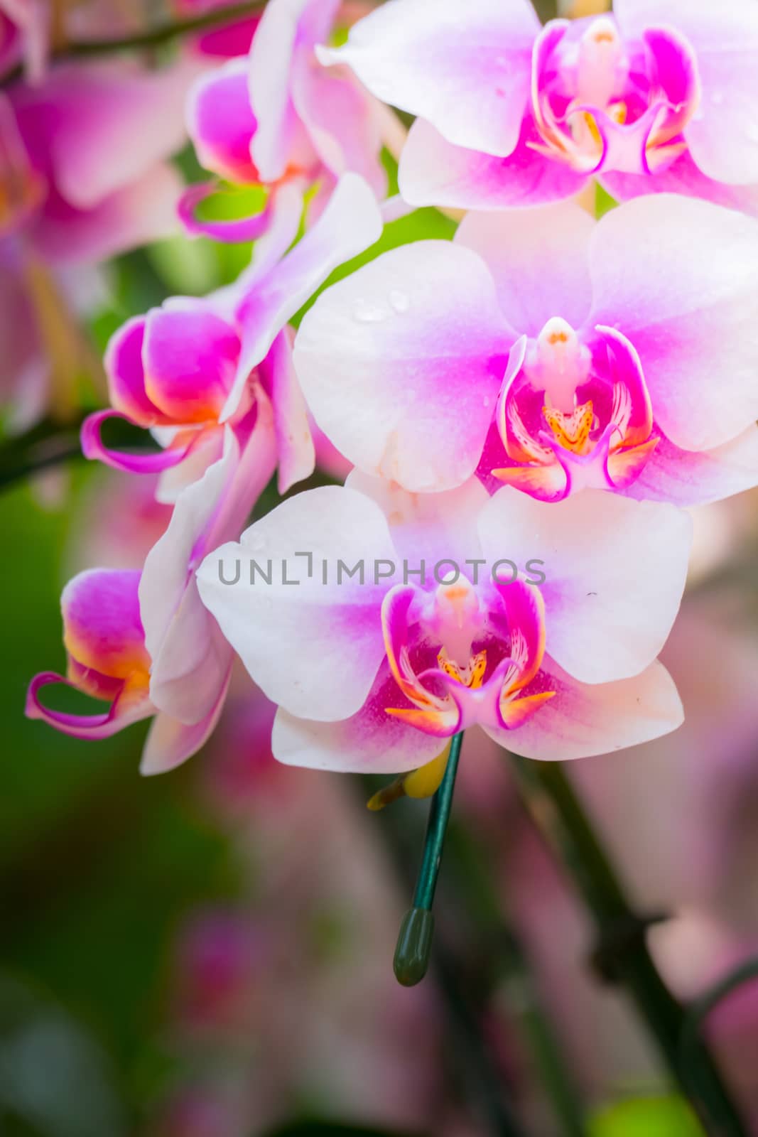 The background image of the colorful flowers, background nature