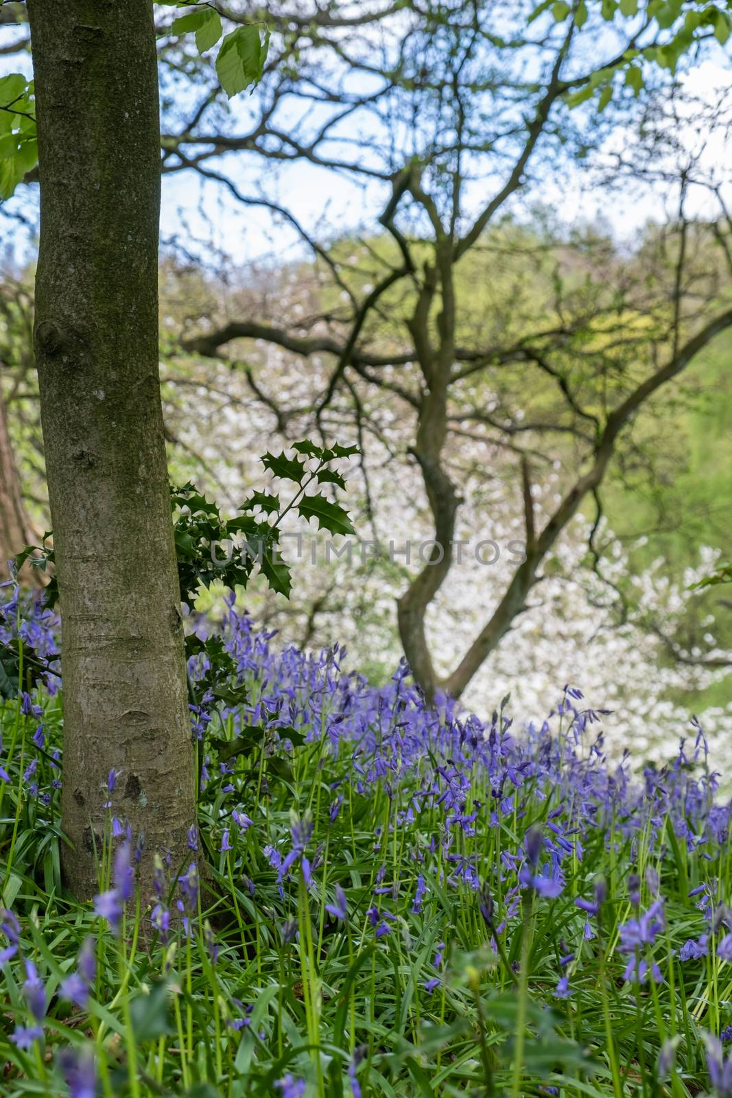 Carpet of bluebells at Beaconwood and the Winsel