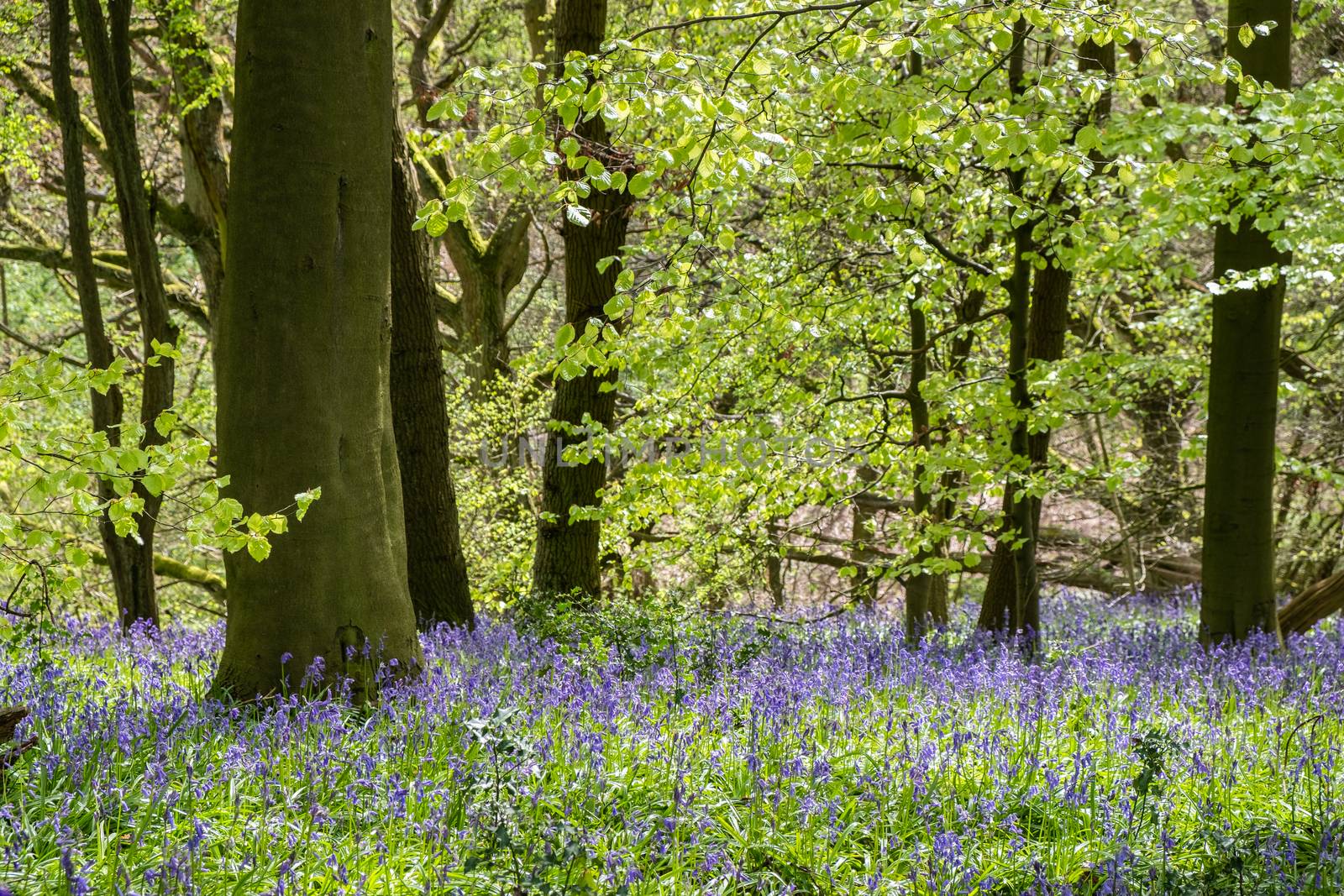 Carpet of bluebells at Beaconwood and the Winsel