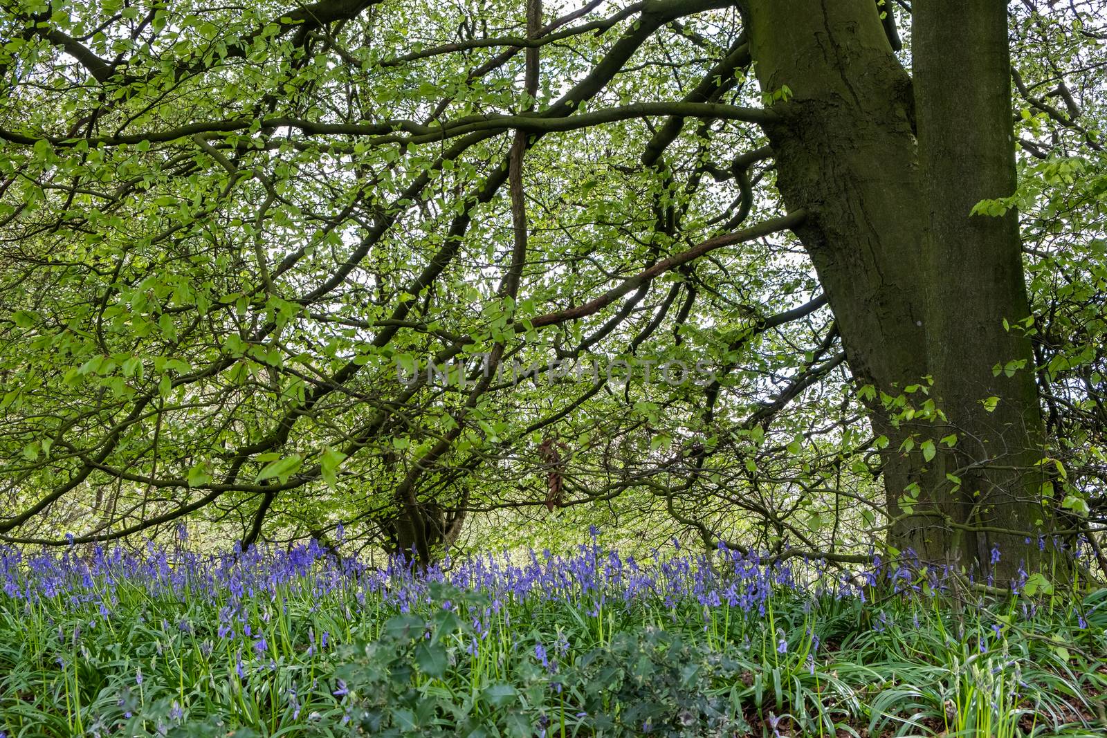 Carpet of bluebells at Beaconwood and the Winsel